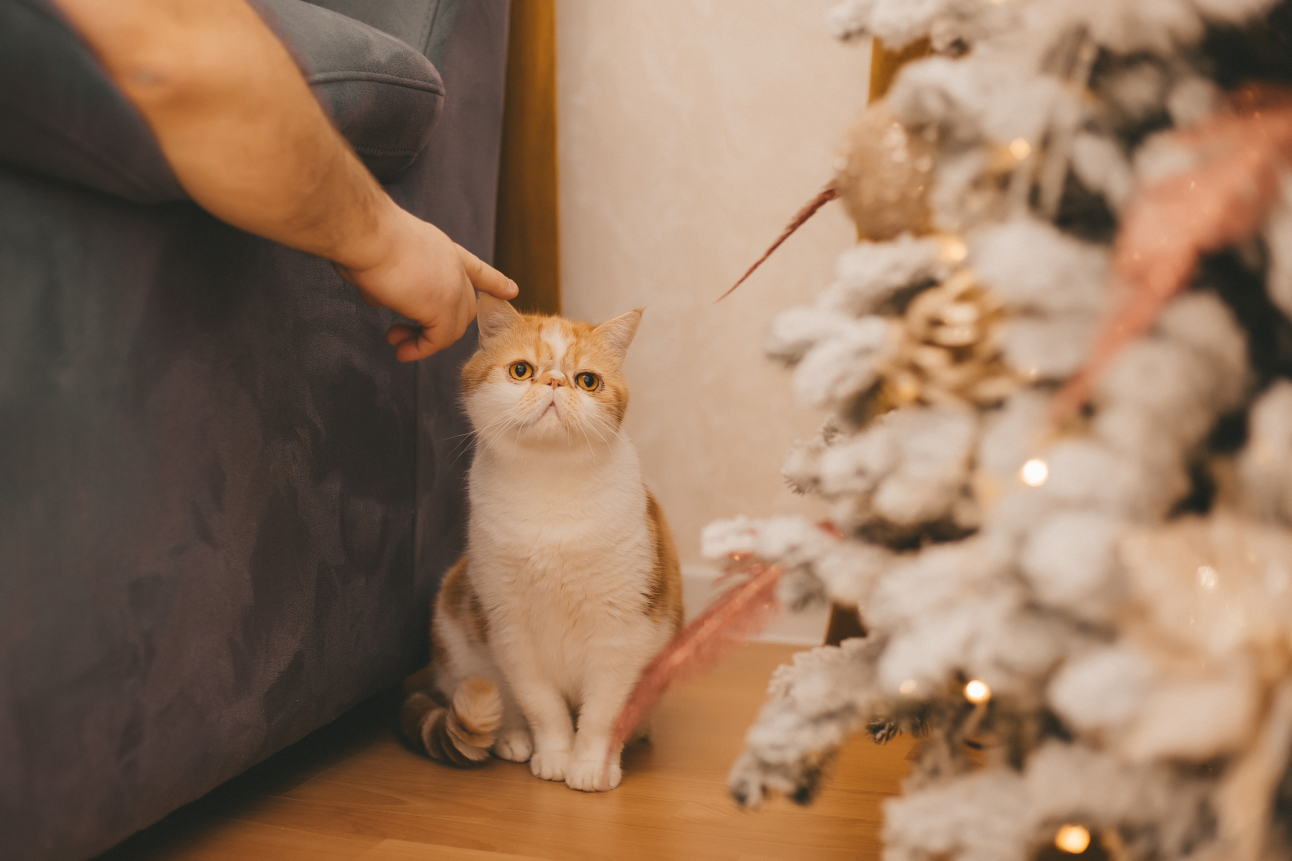 Счастье дома — семейная фотосессия для Миланы. Ирина Чайка. Профессиональный фотограф и наставник экспертов