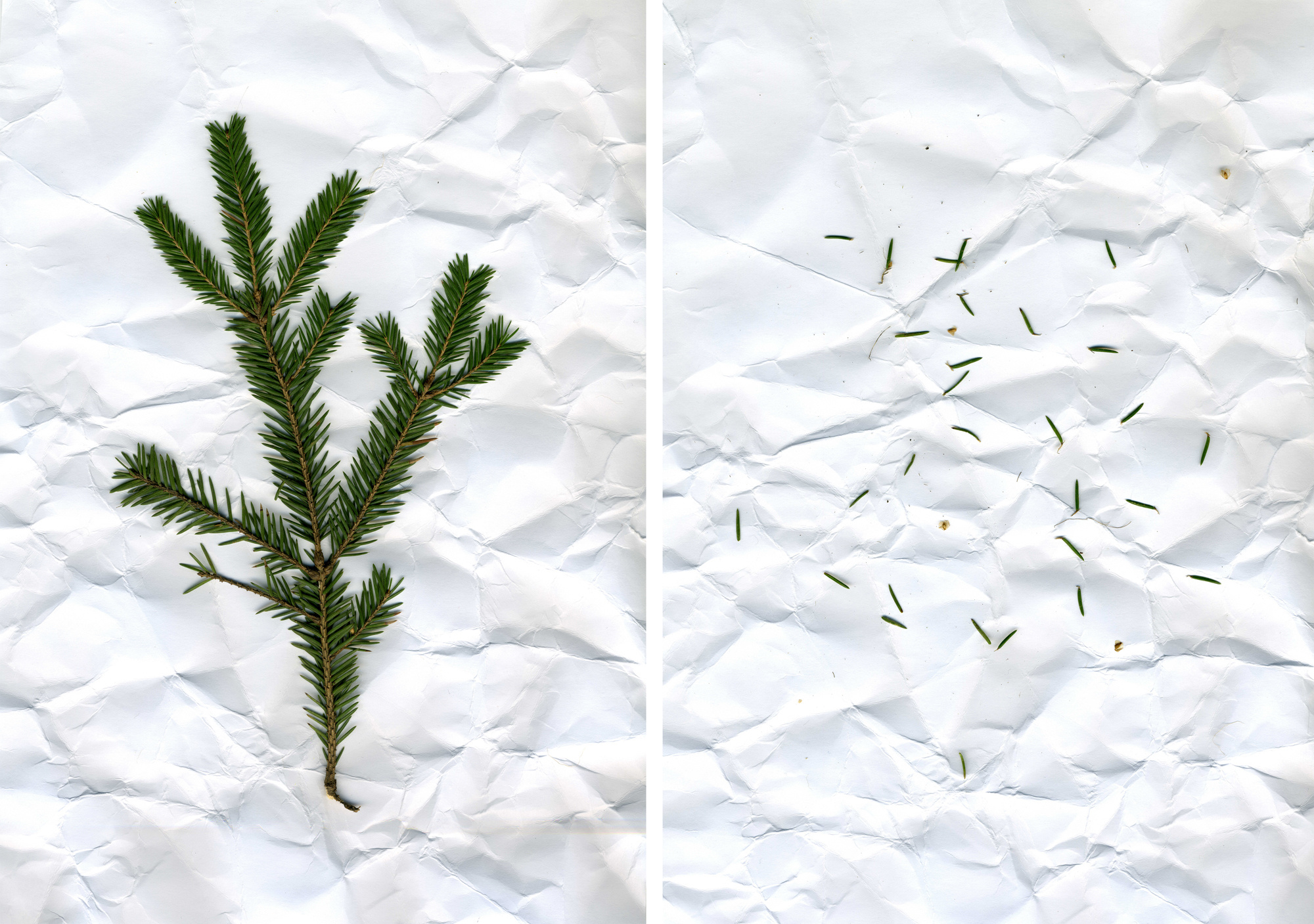 Холодный праздник. Фотосессии в г. Пушкин Саша Бауэр | Фотопроекты