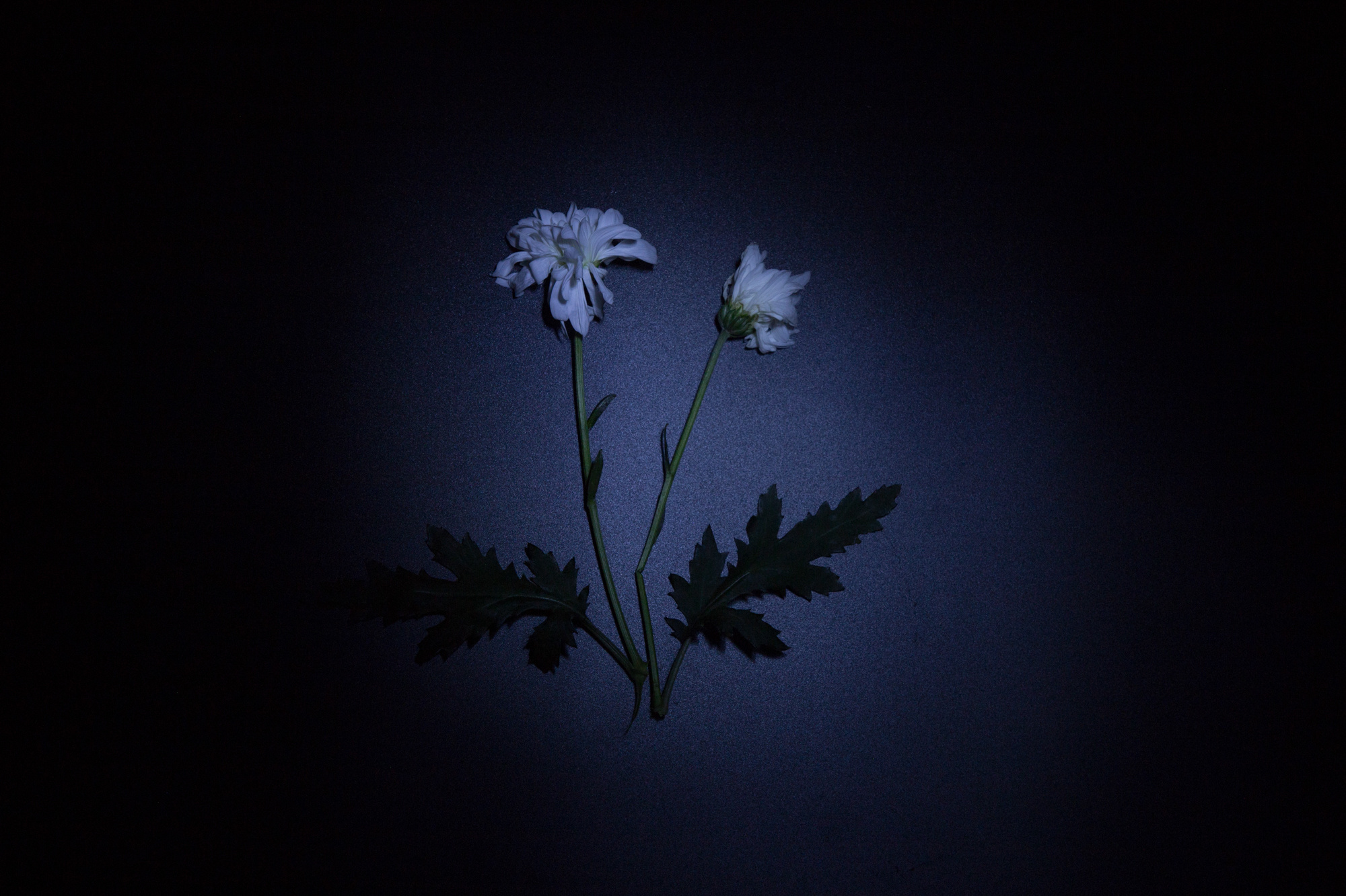 Холодный праздник. Фотосессии в г. Пушкин Саша Бауэр | Фотопроекты