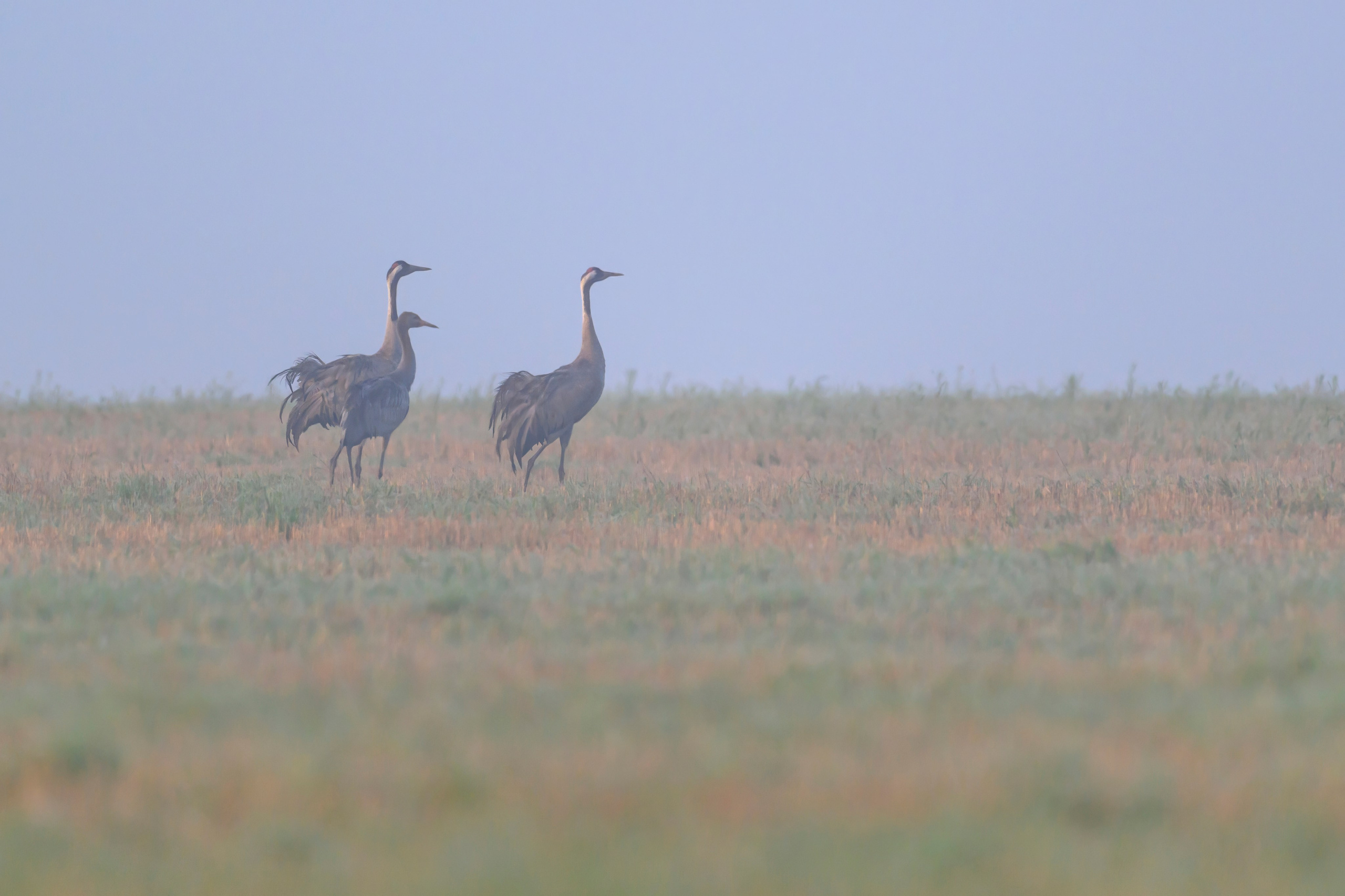Журавли II. Cranes II. Wildlife photography by Sergey Puponin