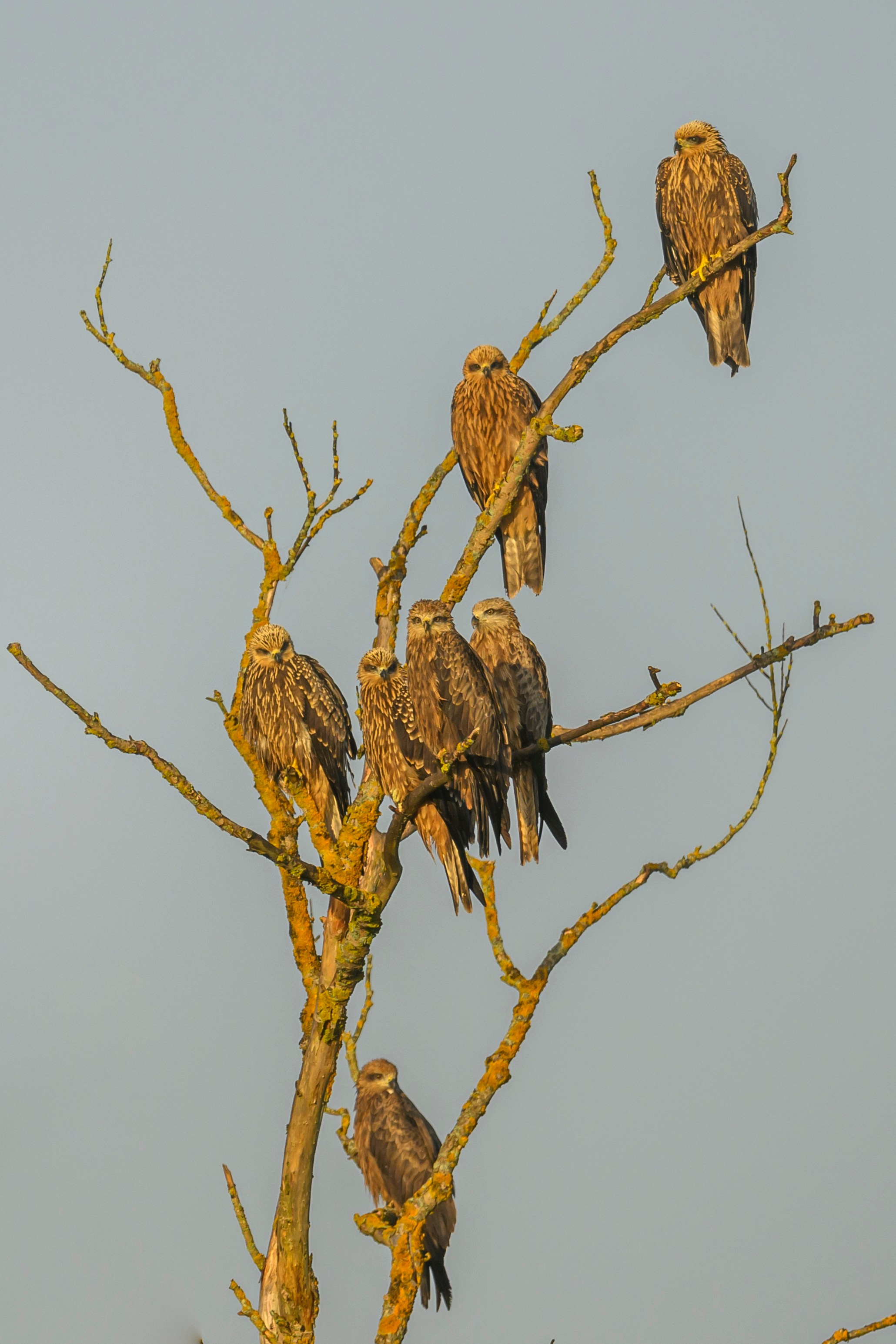 Коршуны. Wildlife photography by Sergey Puponin