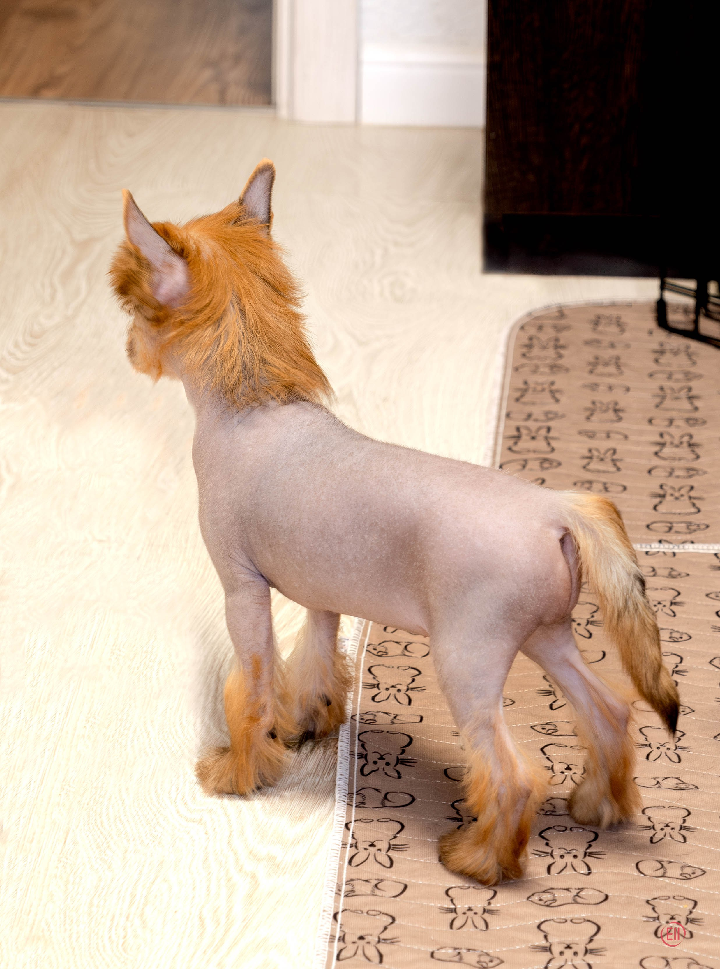 Poale Ell Gloria. Chinese Crested Dog Kennel Poale Ell