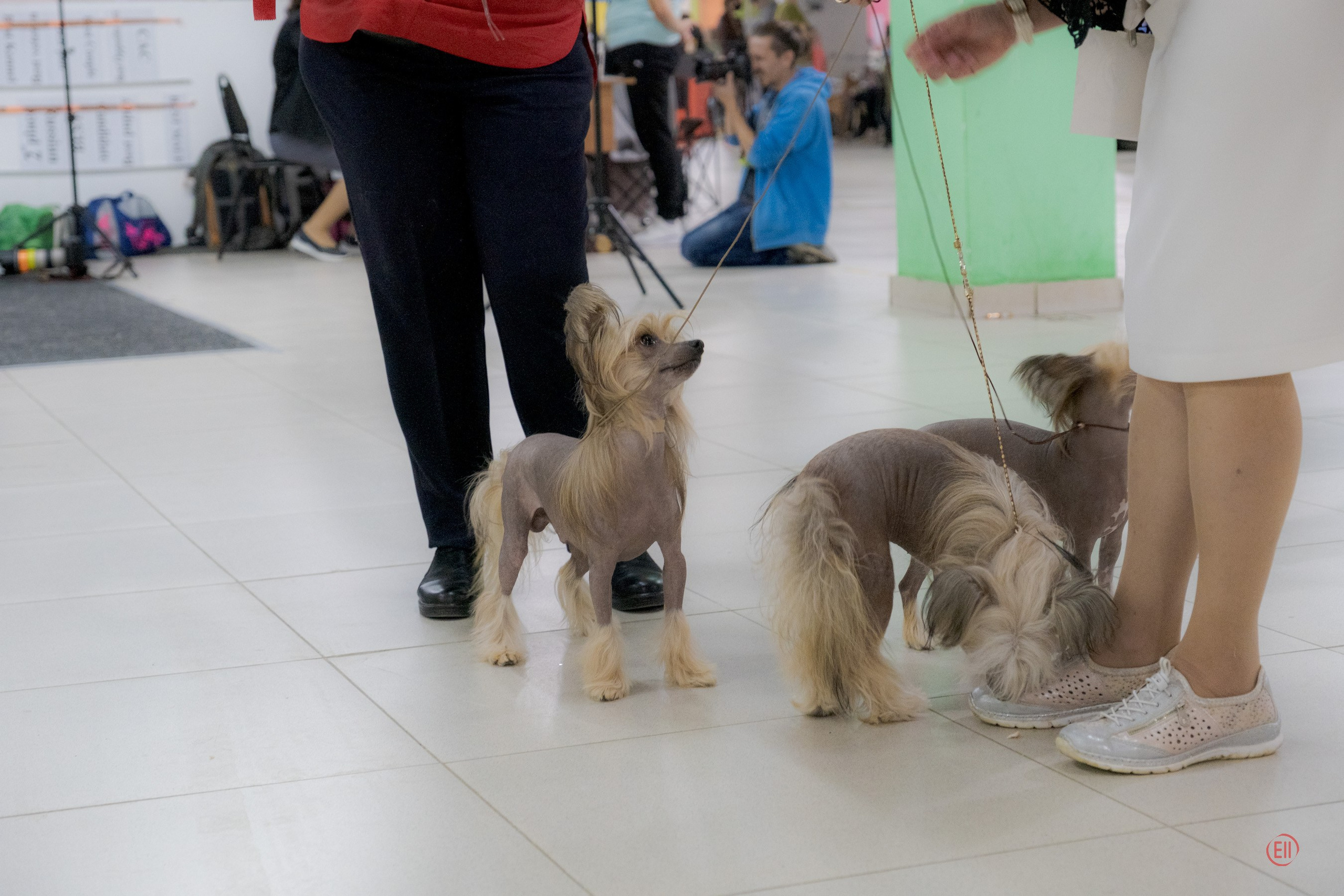 Poale Ell Clare — Junior Champion of Russia. Chinese Crested Dog Kennel Poale Ell