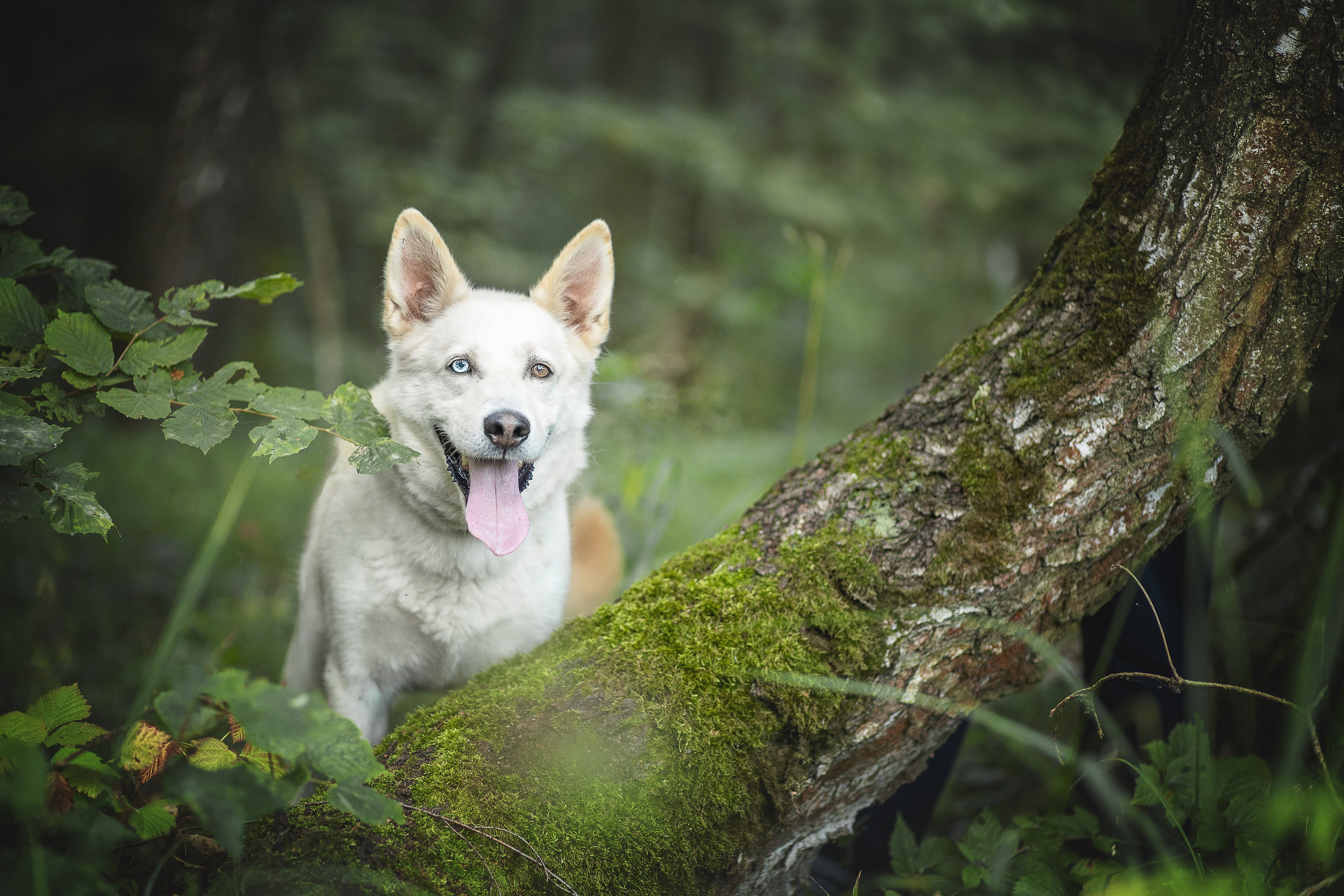 ИЩУТ ДОМ. Фотограф-анималист в Москве и Подмосковье
