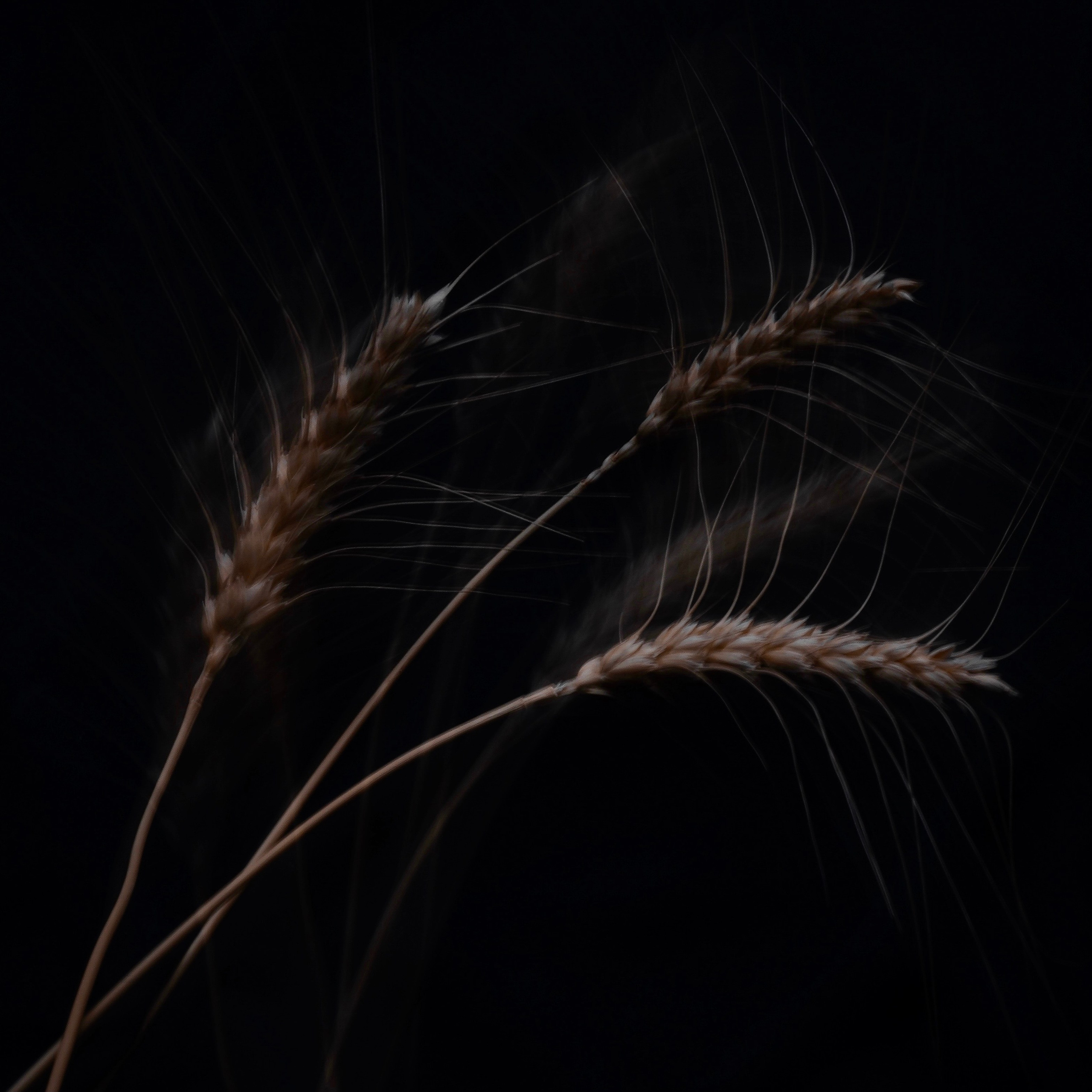 EKATERINA BOGDANOVA ─ PHOTOGRAPHER