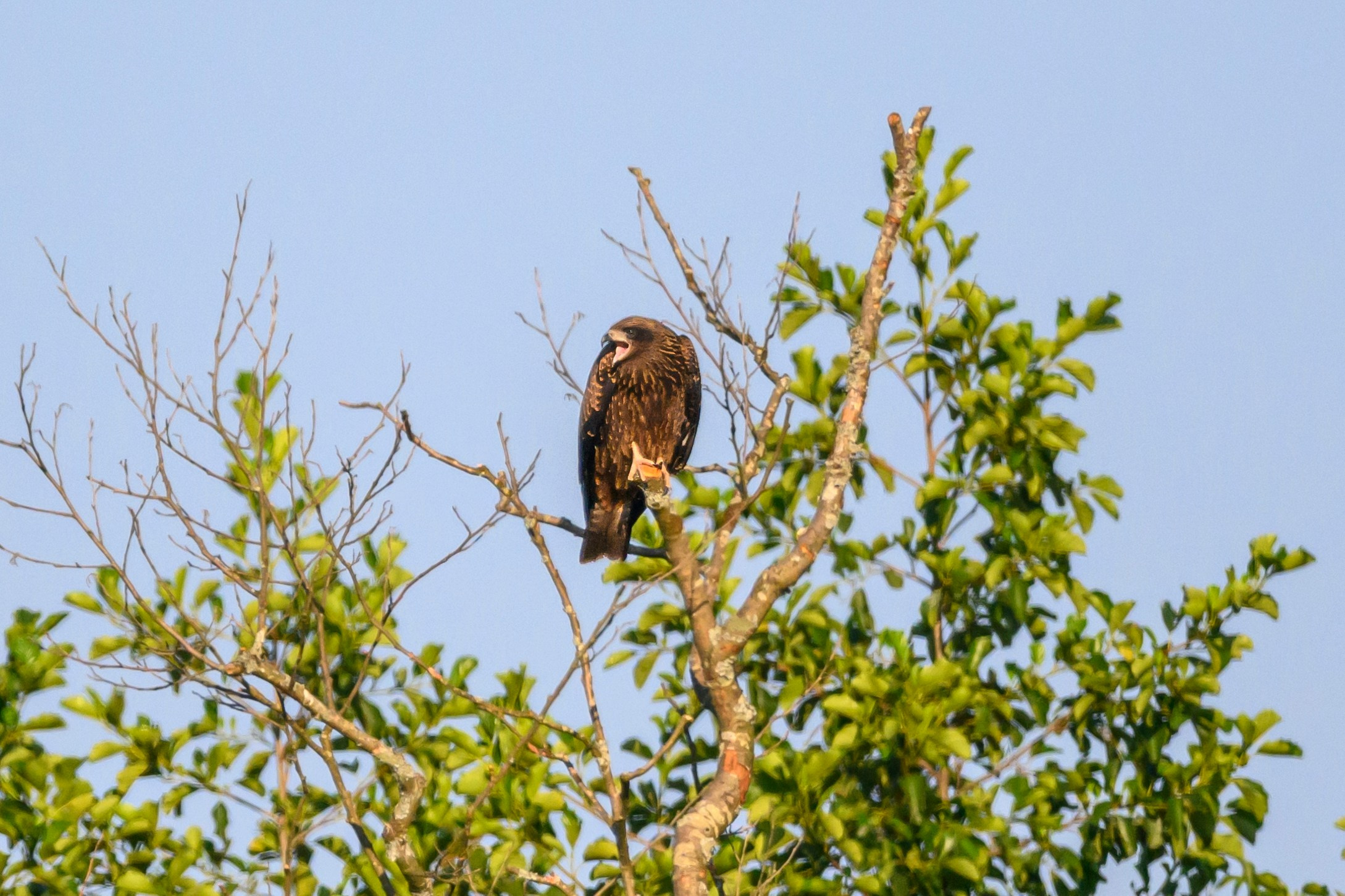Стычка луня и осоеда, журавли. Wildlife photography by Sergey Puponin