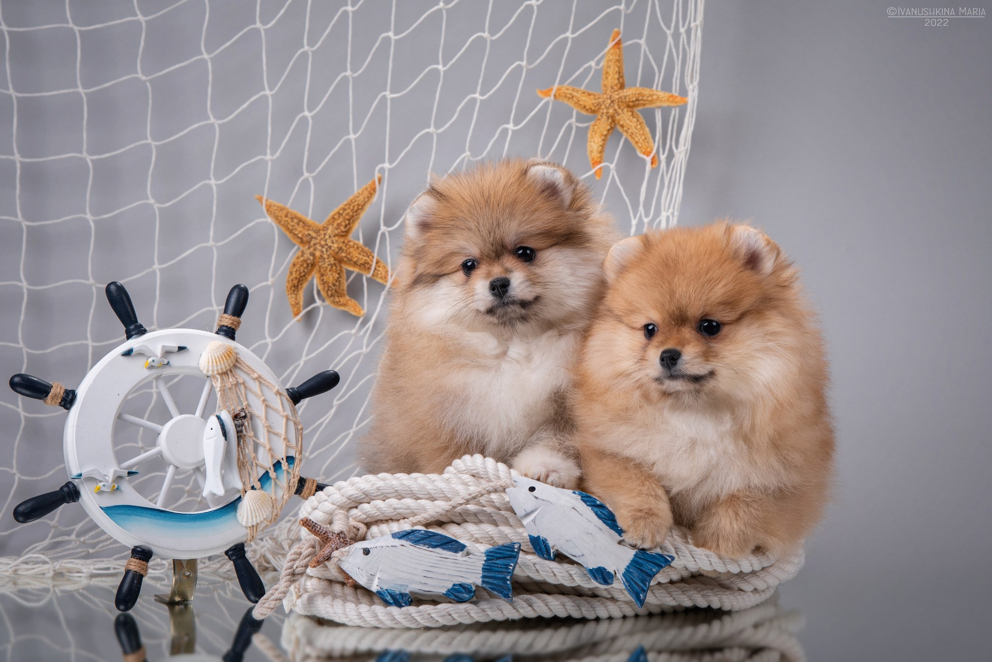 Фотосессия щенков на фонах. Фотограф собак в Москве и Московской области Иванушкина Мария