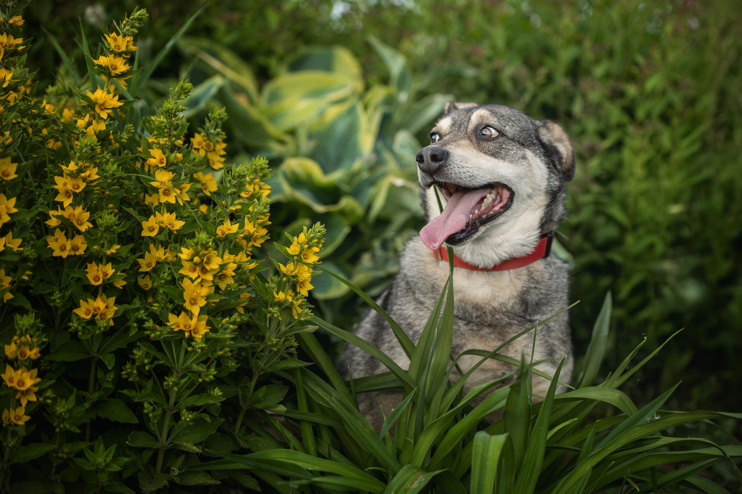 ИЩУТ ДОМ. Фотограф-анималист в Москве и Подмосковье