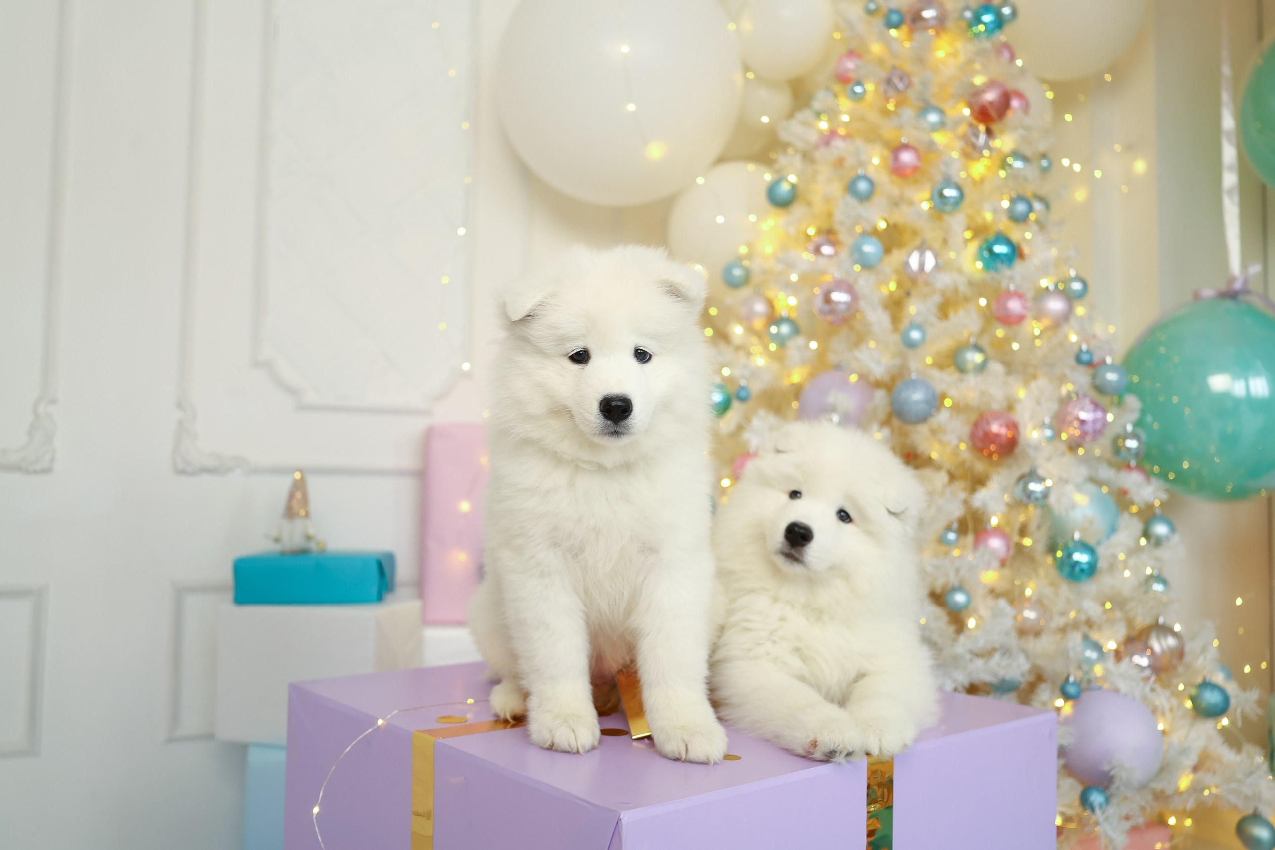 Помет «Г» 02.09.2025. Самоед Новосибирск