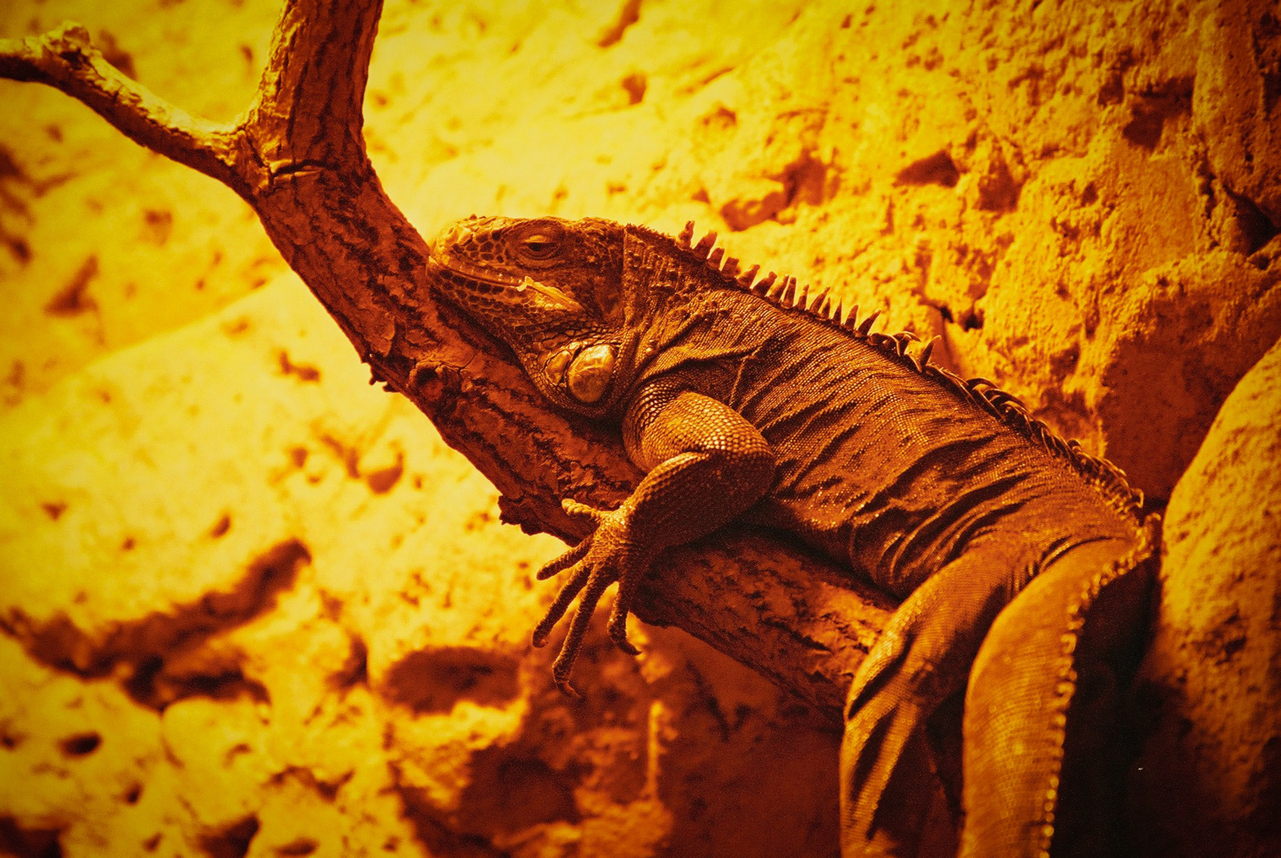 Снимки из прошлого. Фотограф в Москве, Георгий Бучукури