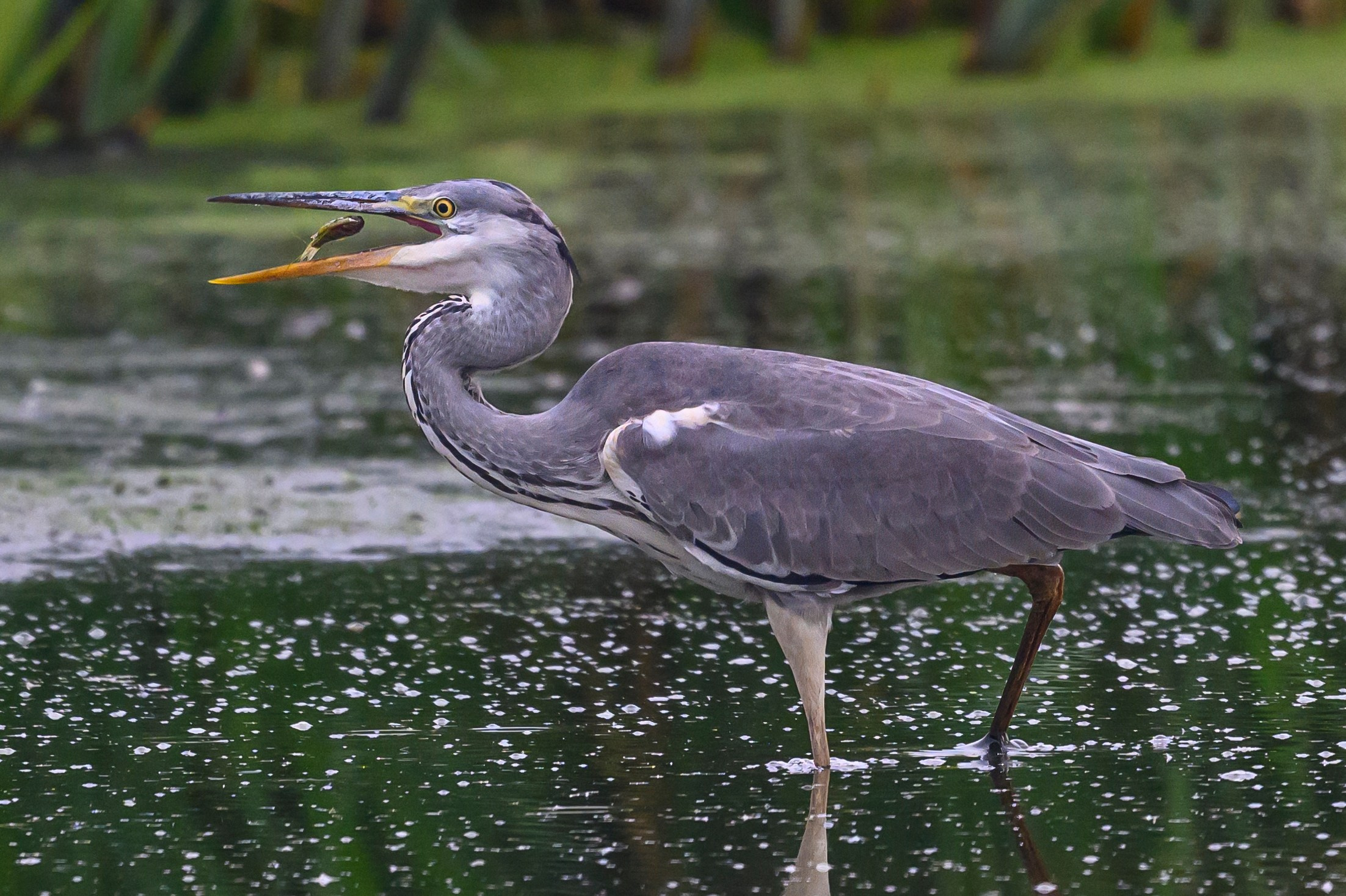 Рыбалка цапли. Fishing of the Heron. Фотограф Сергей Пупонин