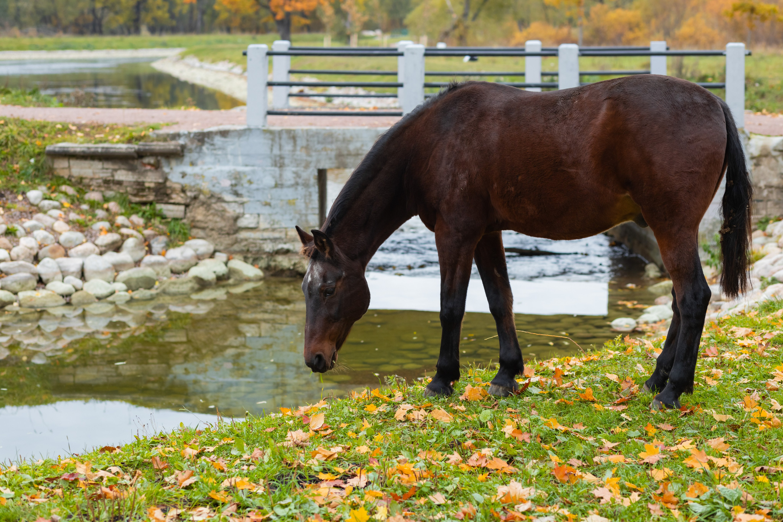 Осеняя фотосессия в Петергофе
