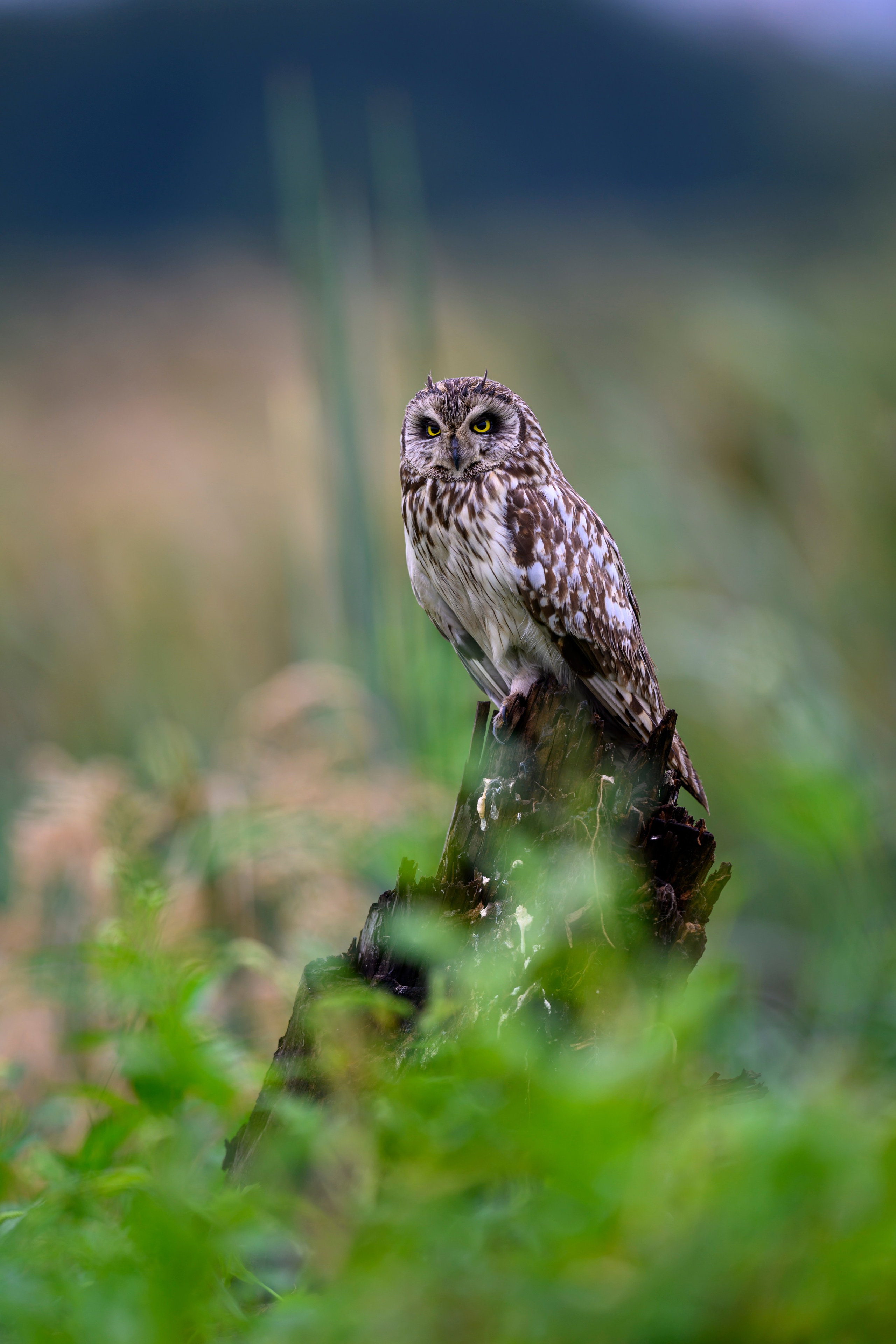 Эмоции совы. The emotions of the Owl. Wildlife photography by Sergey Puponin