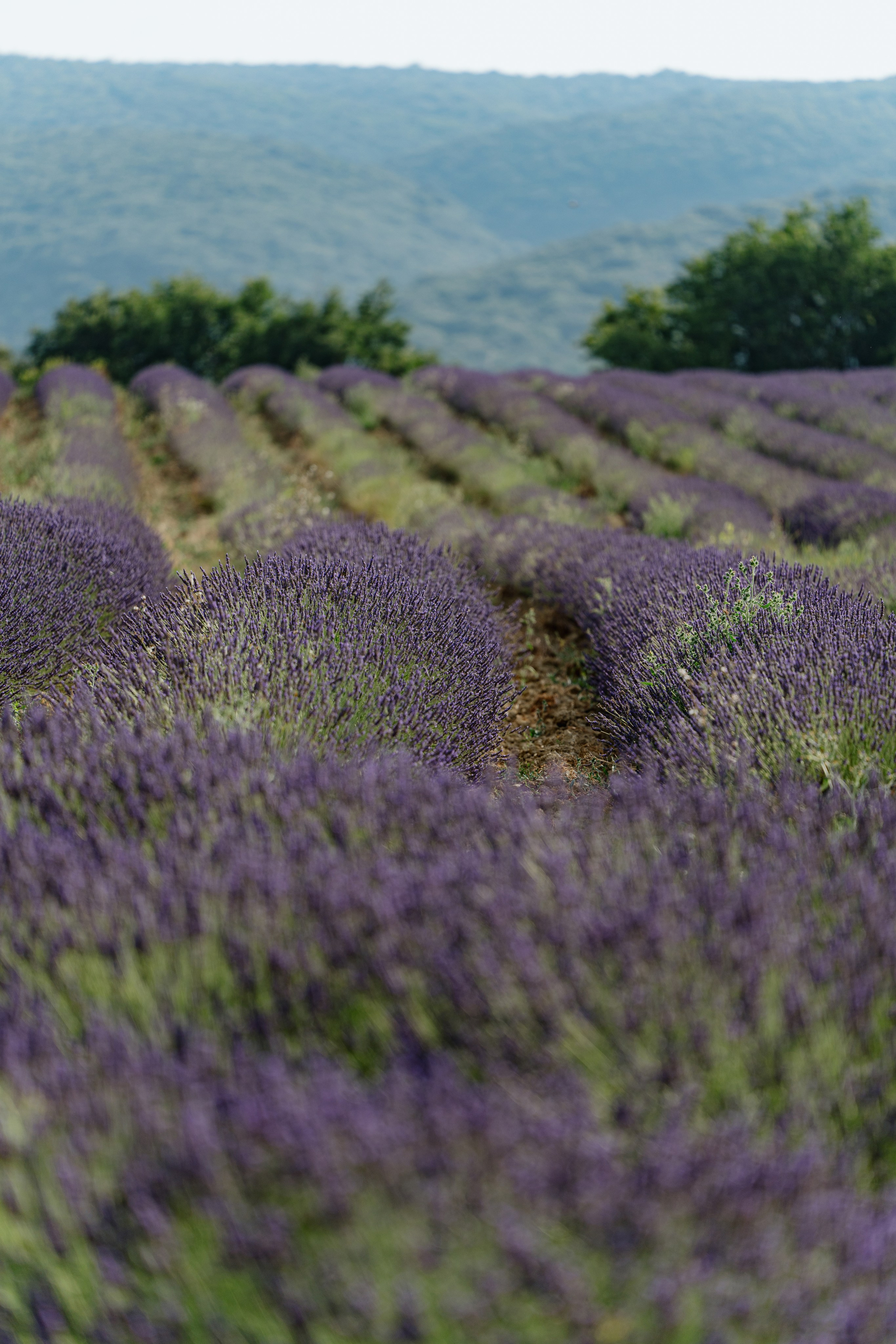 Anastasiya & Mathieu welcome dinner (preview). Фотограф Томск, Новосибирск Влад Свириденко