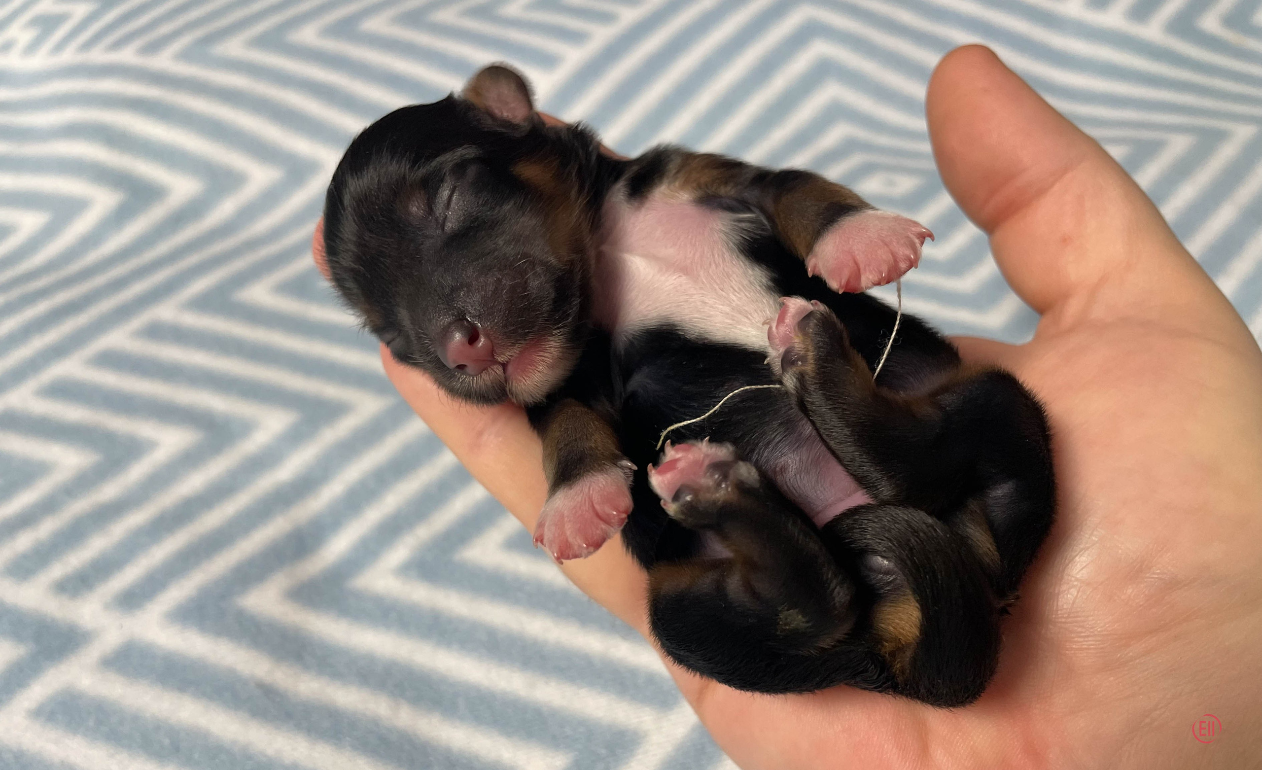 День рождения. Пуховая девочка.