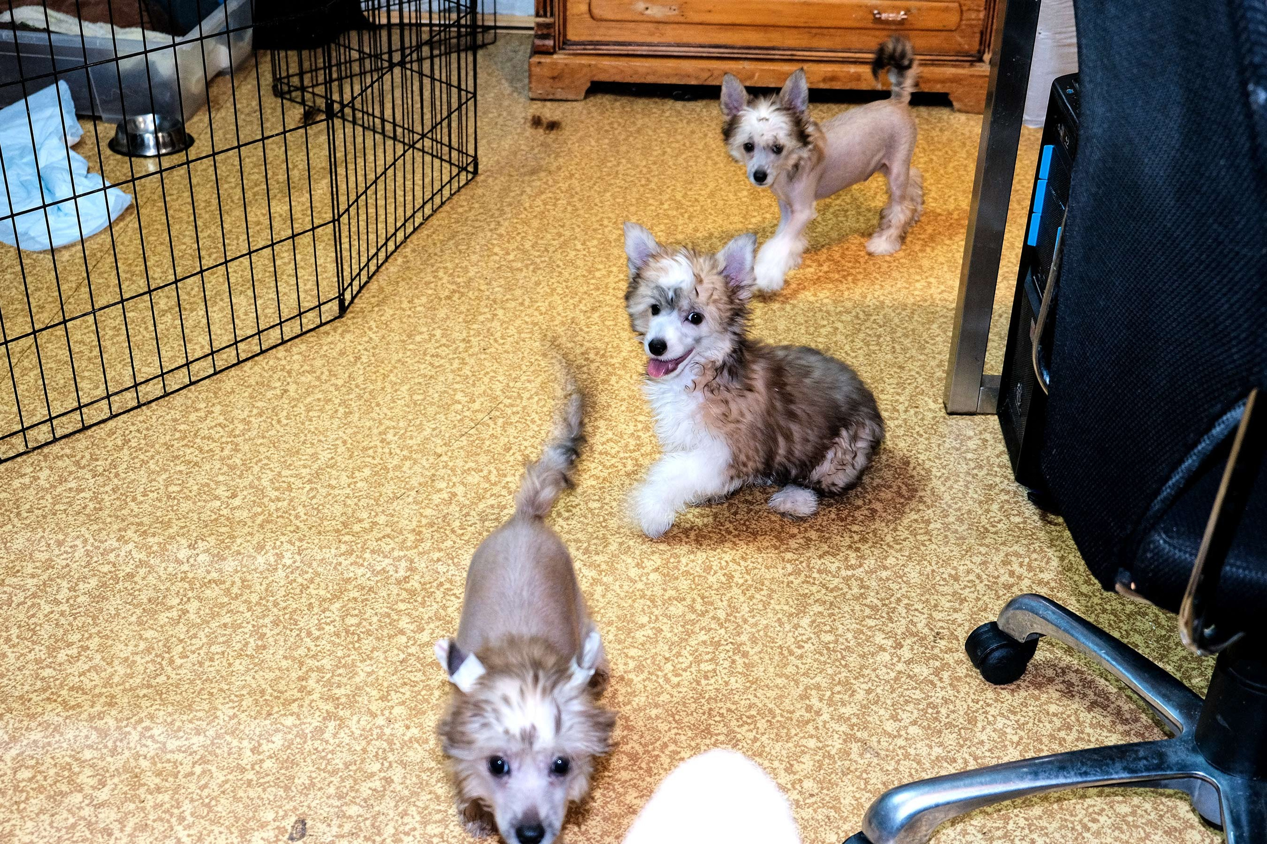 Честер, примерный щенок. Питомник китайских хохлатых собак Poale Ell: купить щенка в питомнике