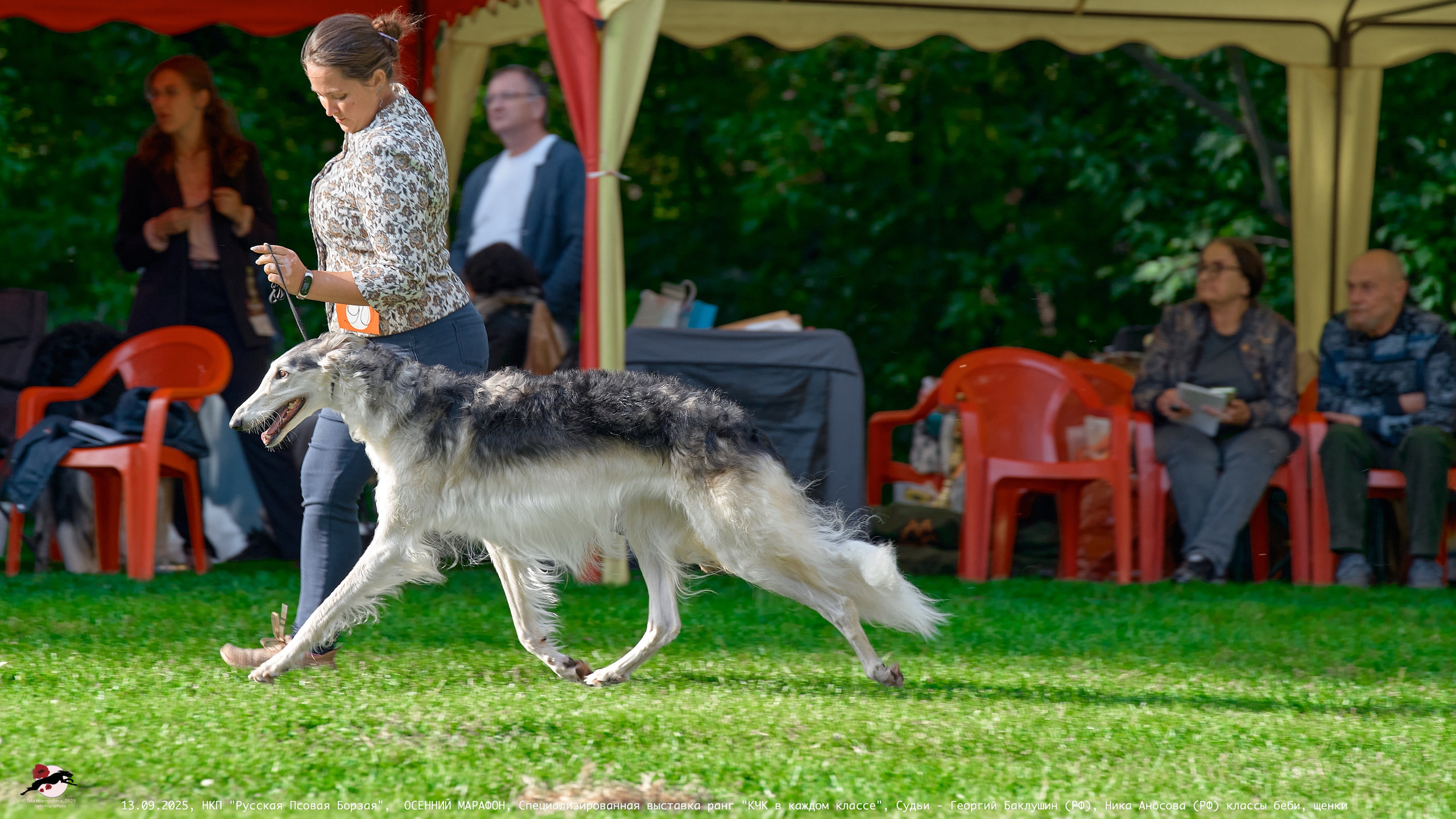 ОСЕННИЙ МАРАФОН | Специализированная выставка породы Русская Псовая Борзая ранг "КЧК в каждом классе"