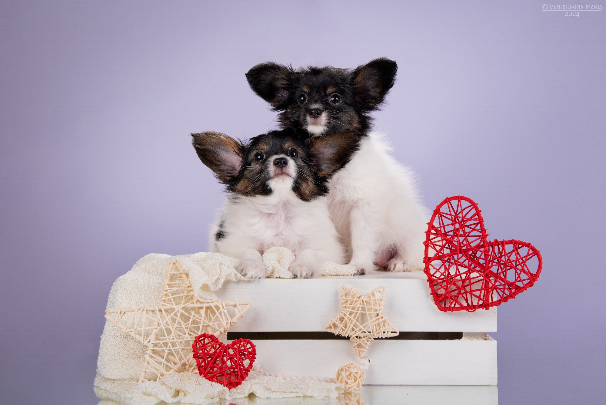 Фотосессия щенков на фонах. Фотограф собак в Москве и Московской области Иванушкина Мария