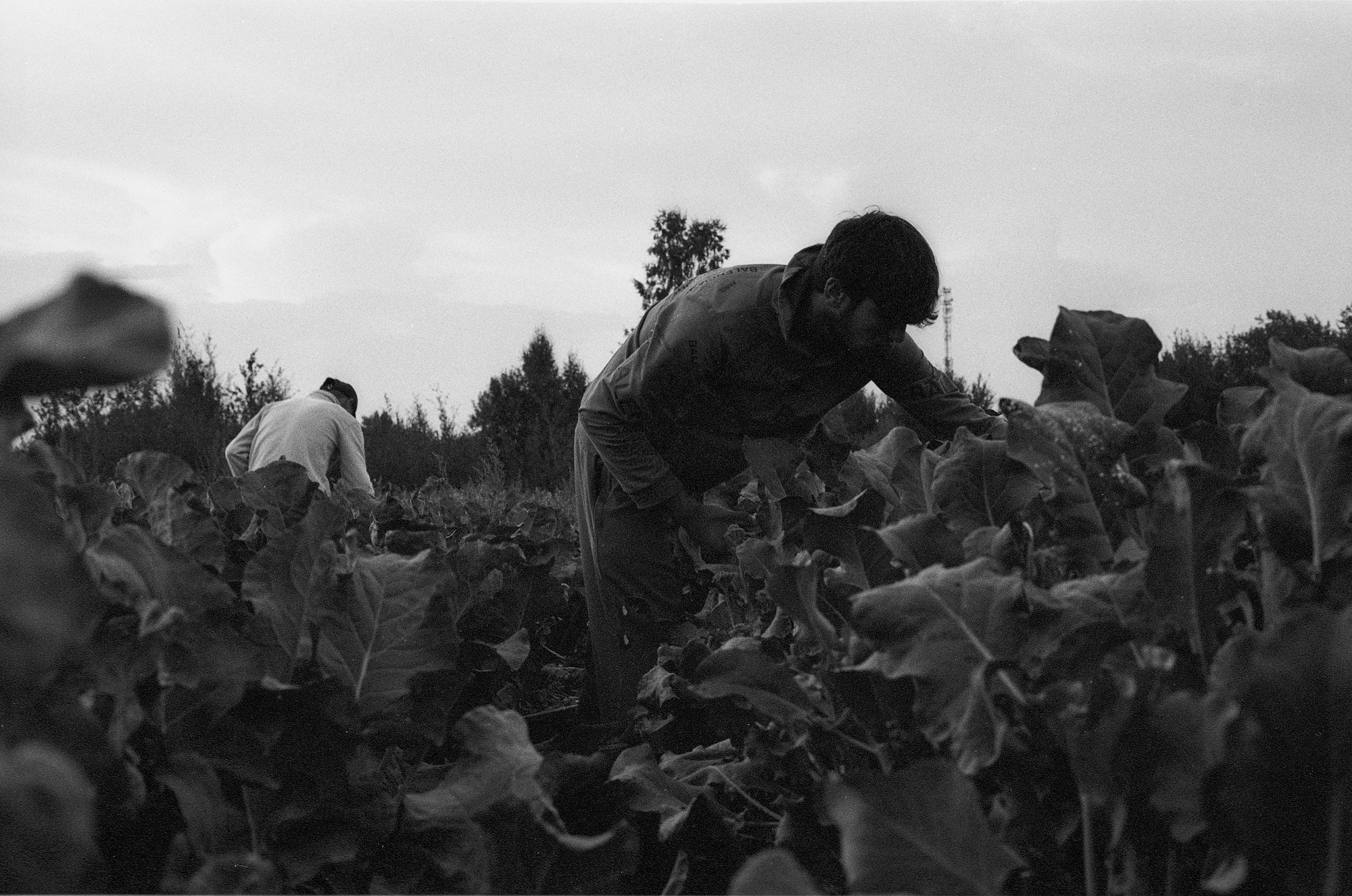 SuperFoodFarm. The history of the farm. Another person Pavel Potseluev. A photographer in 2025