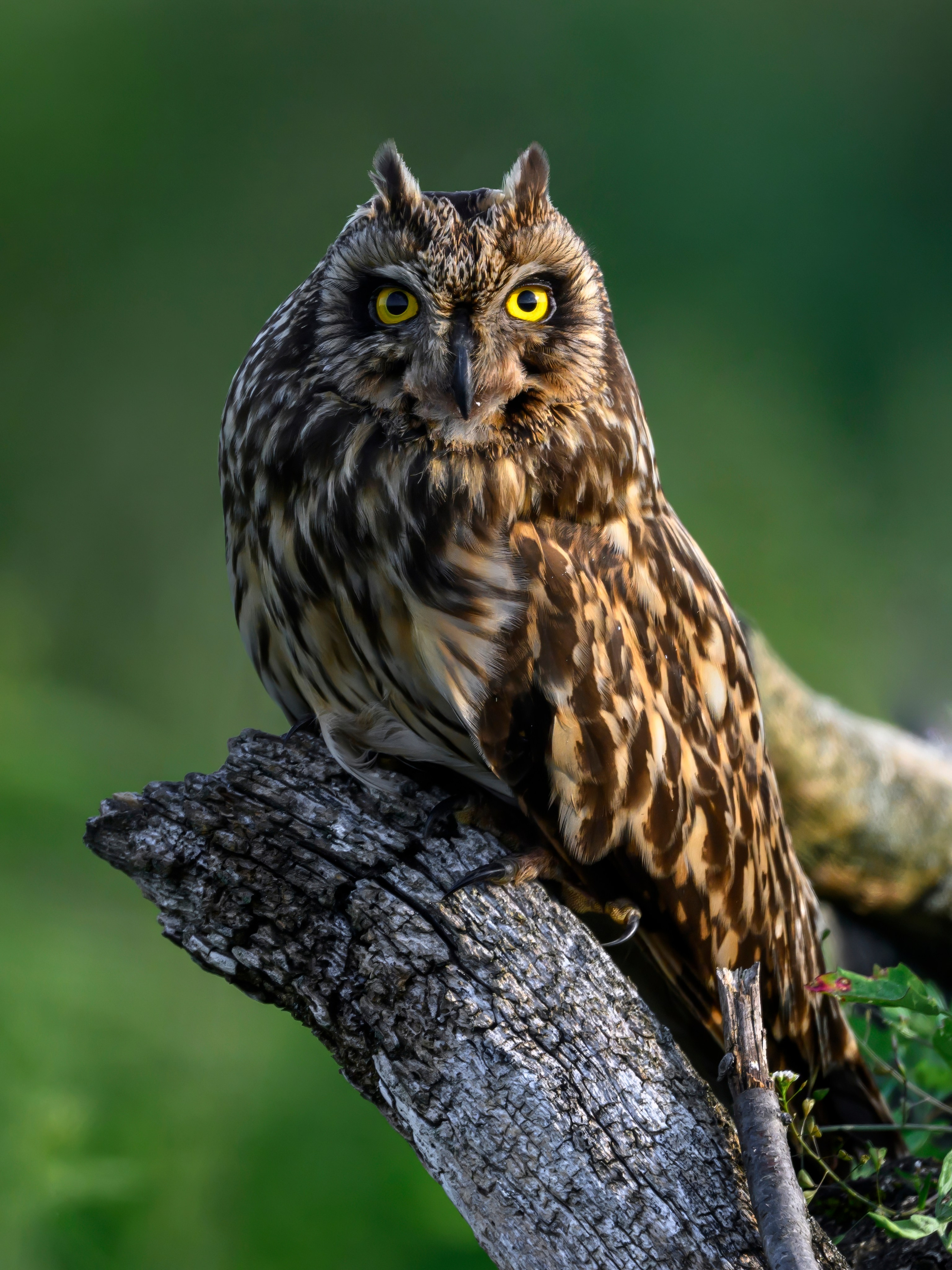 Слеток болотной совы. Wildlife photography by Sergey Puponin