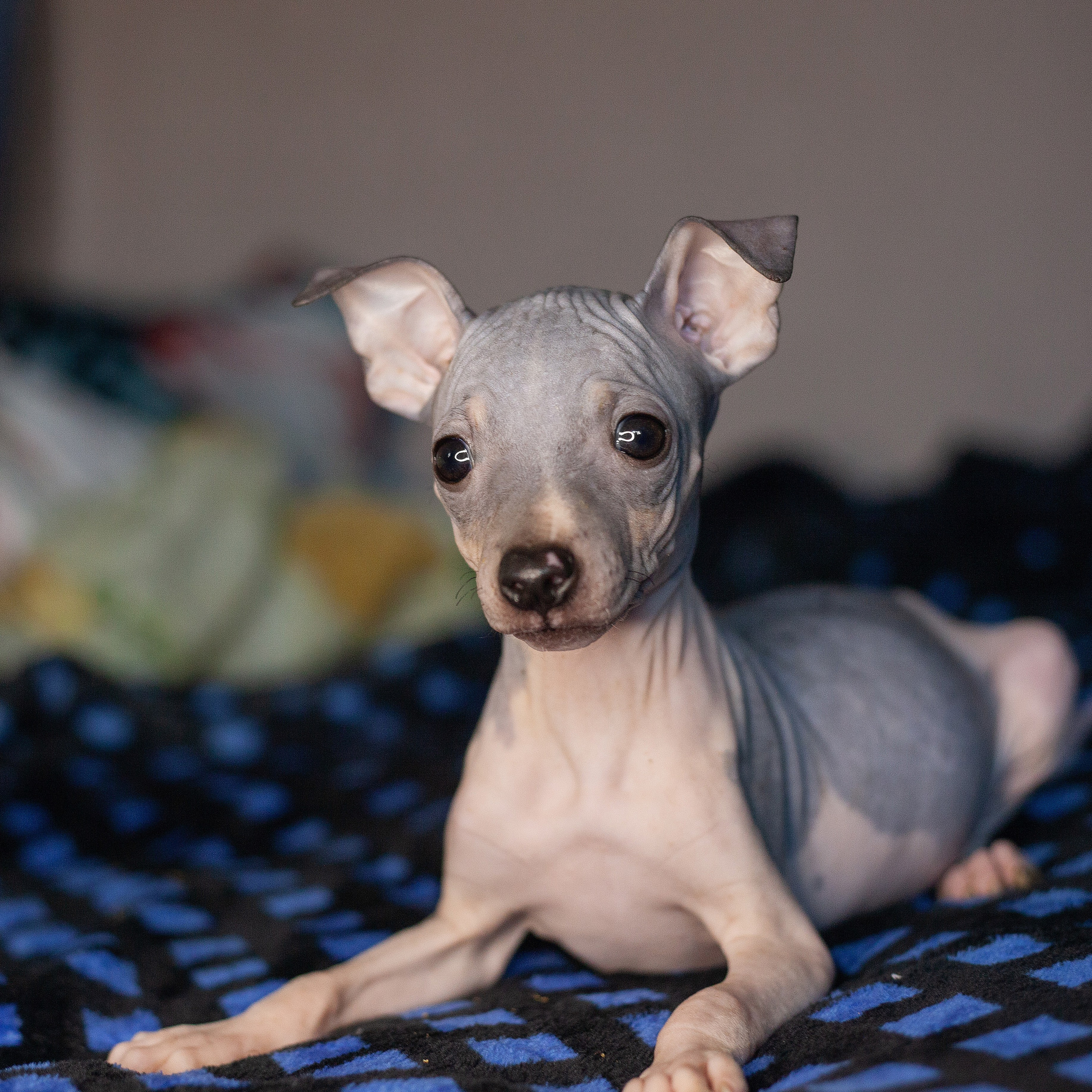 Щенки. Slavilada-Лапки. Свет. Любовь… Профессиональная фотосессия питомцев Для памяти, пристройства и продажи. Хабаровск