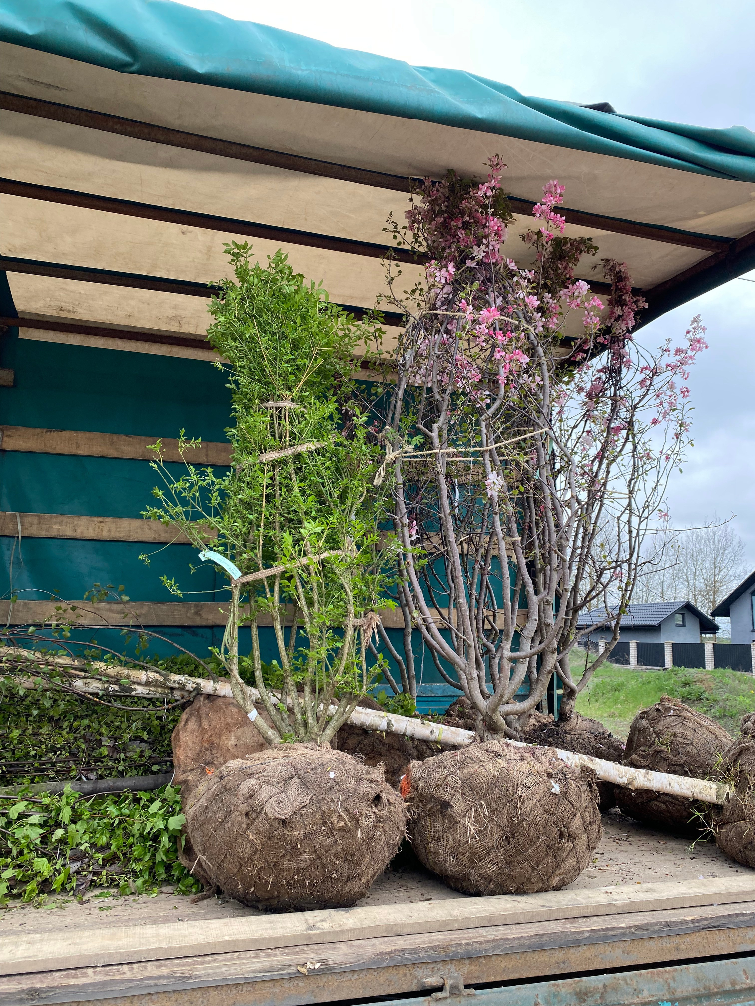 Посадки крупномеров. LA. Ландшафтный дизайн в Минске и Гродно