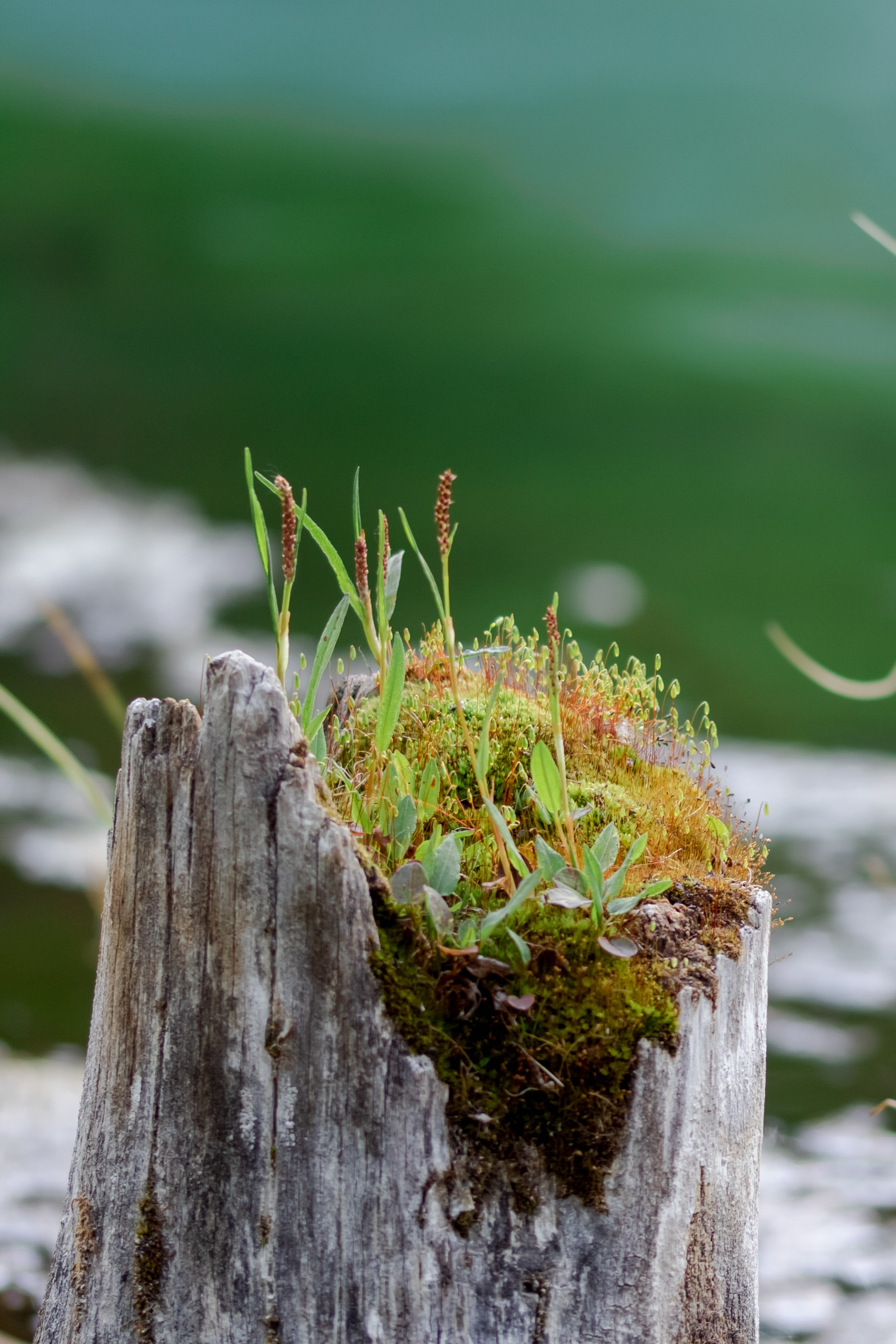 Горный Алтай. Фотограф Кирилл Мешков Кемерово