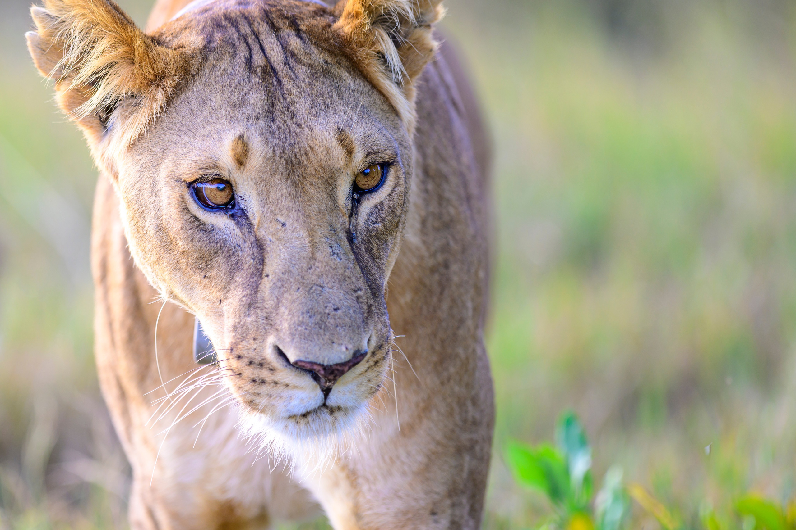 Большие кошки | Big cats. Фотограф Сергей Пупонин