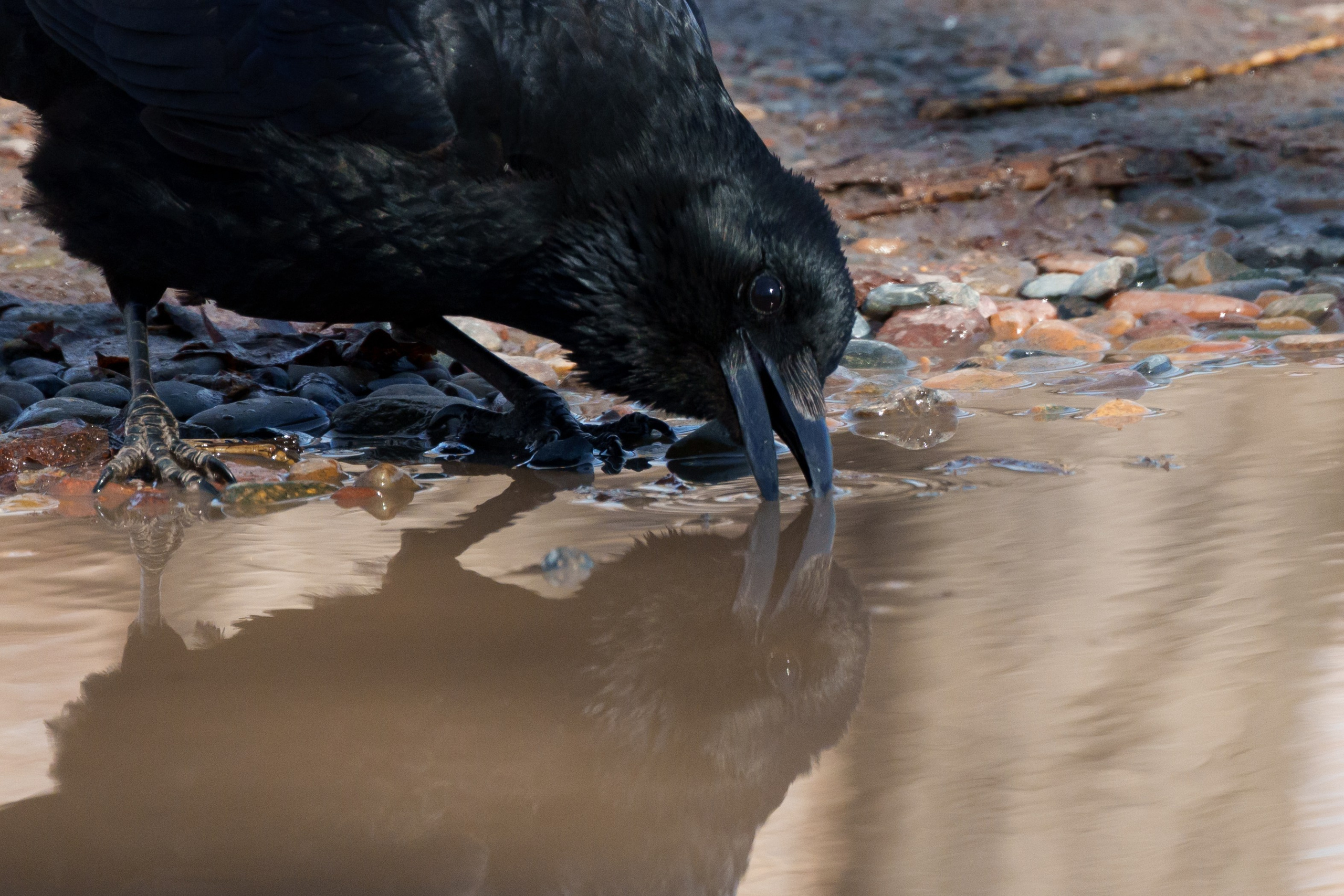 Ворона. Донеал Скнарь — концертный фотограф