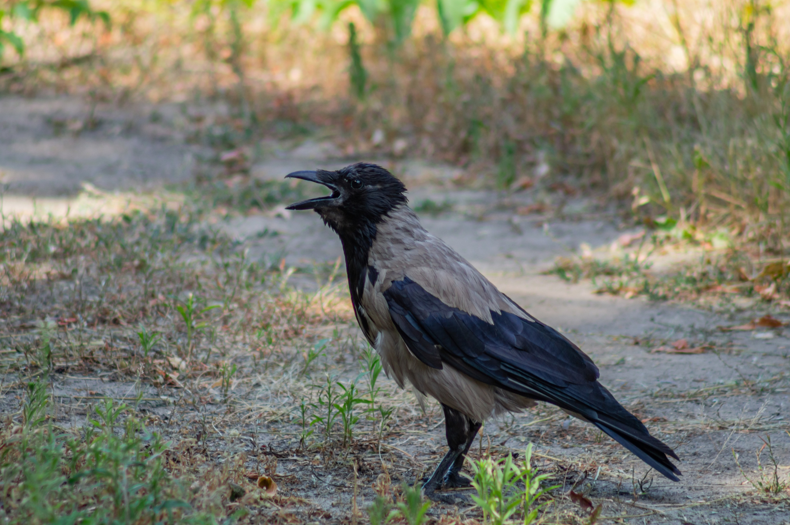 Ворона. Донеал Скнарь — концертный фотограф