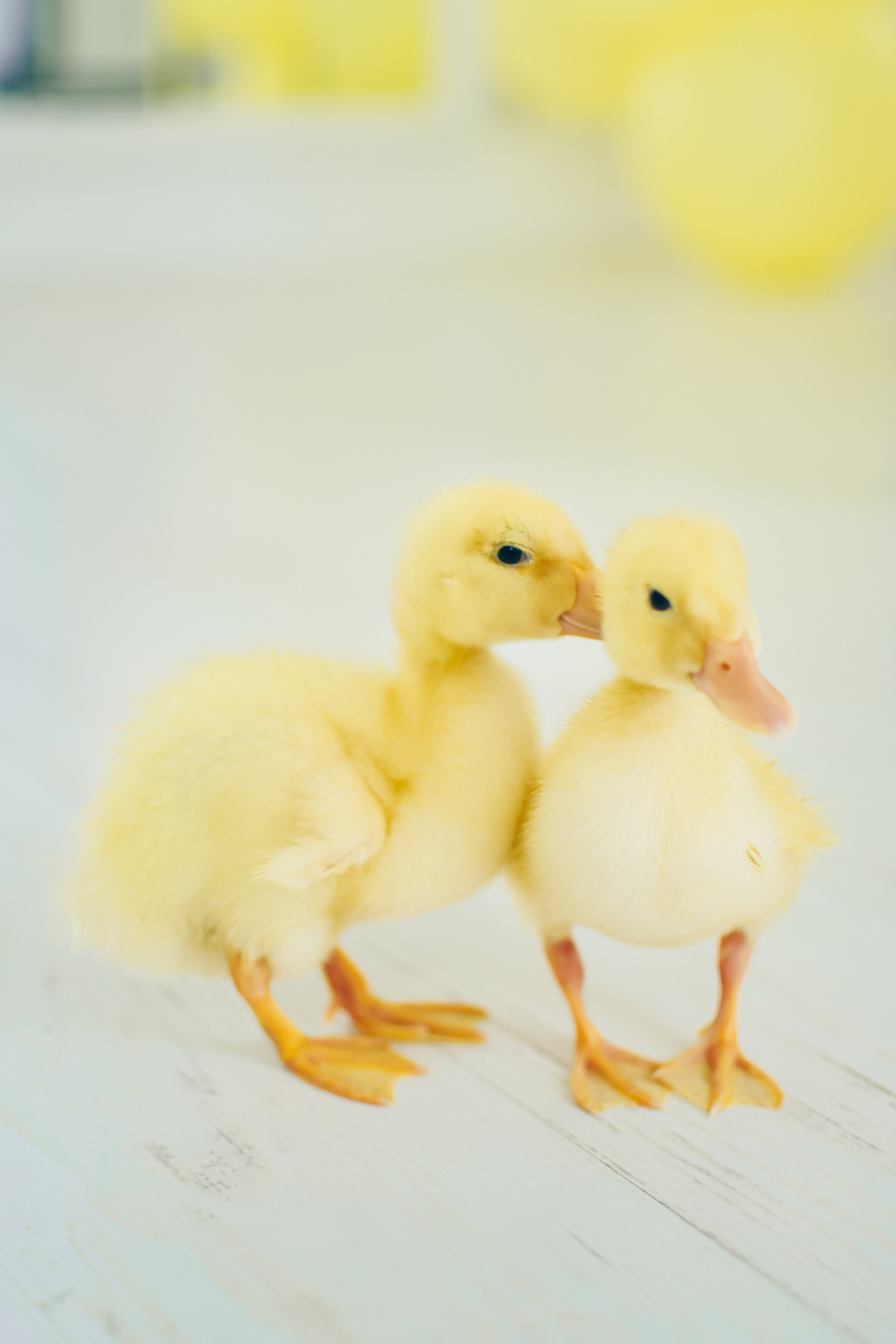 M O M E N T O. Photokarish