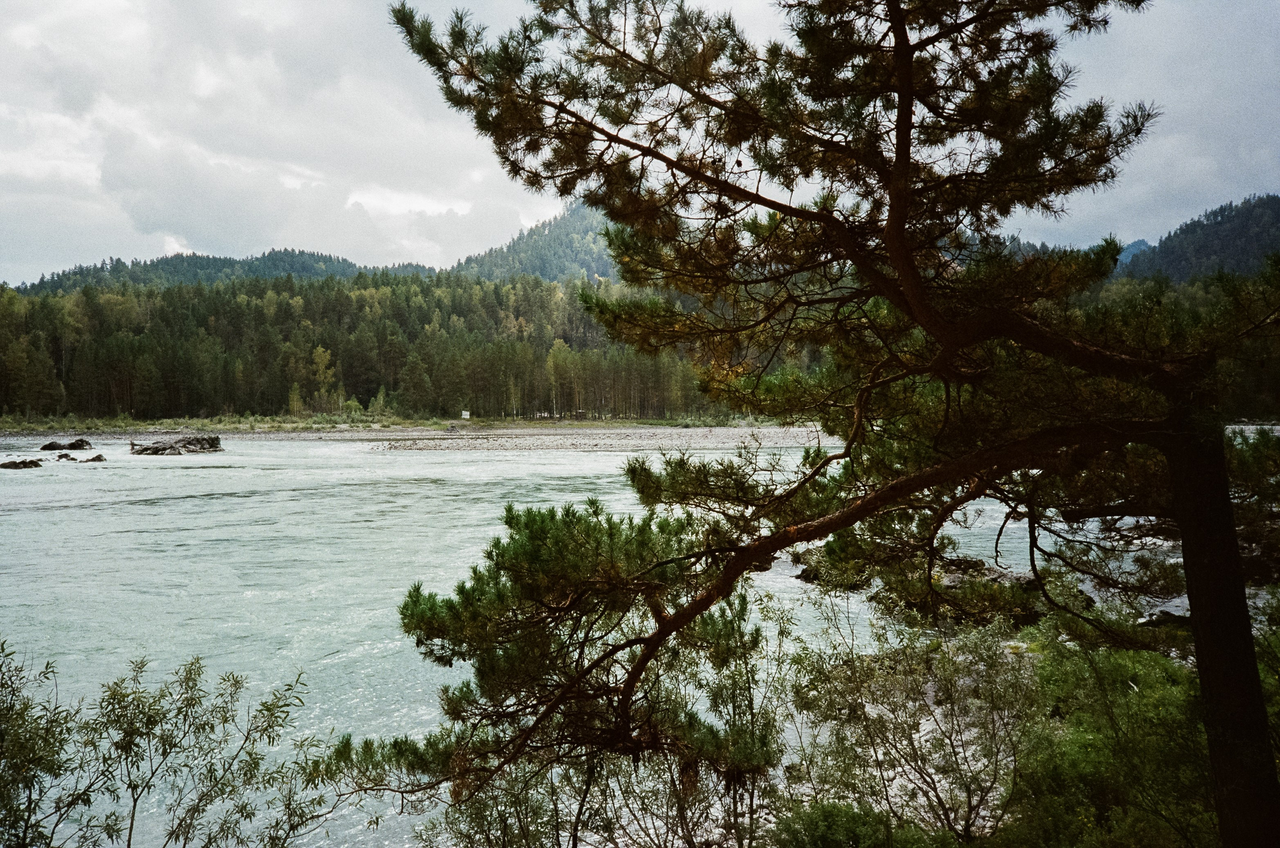 Катунь и сосны на базе Беррель. Ботанический сад. Фотограф-документалист Мария Осокина