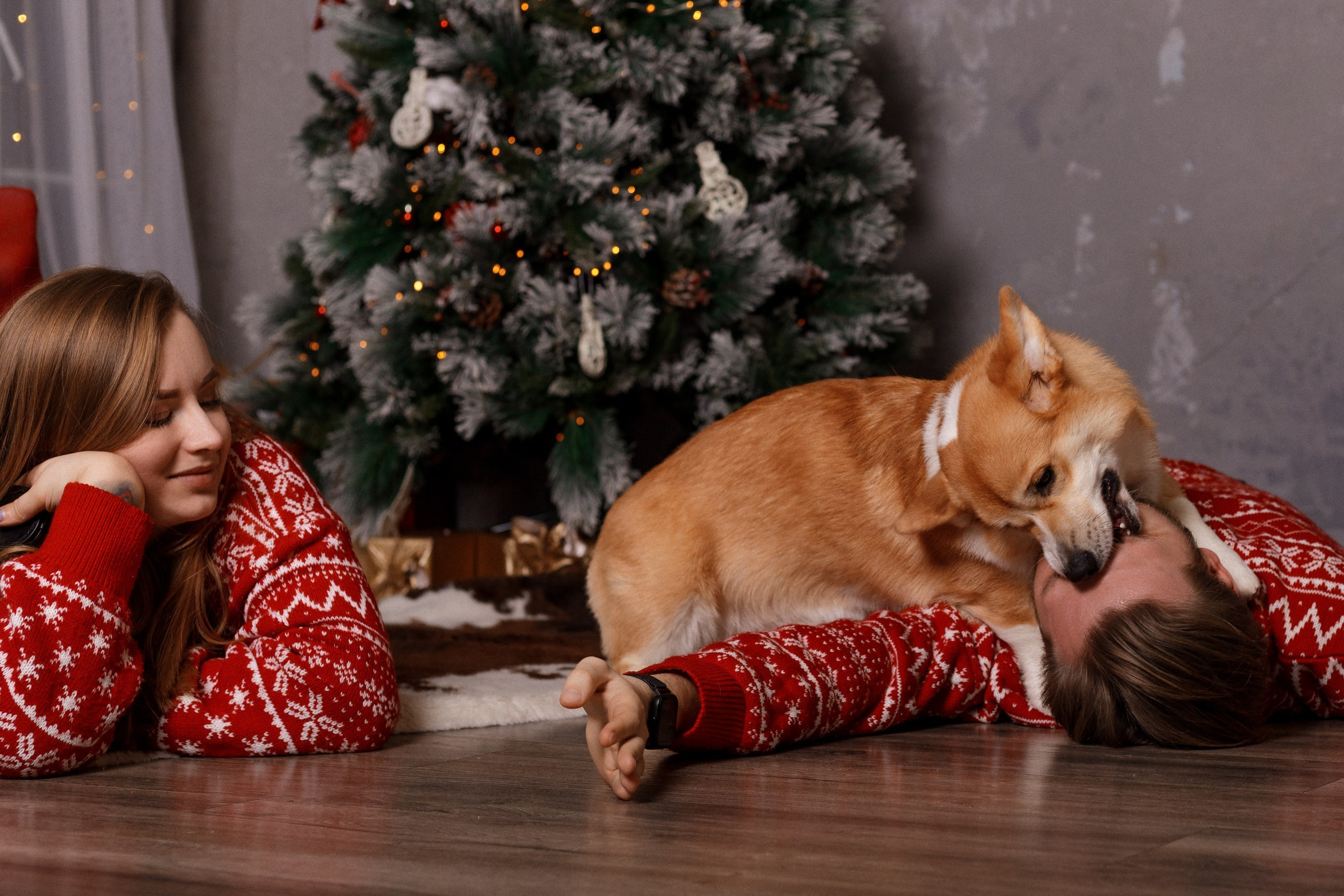 Корги Фил, Катя и Сергей. Новогодняя фотосессия в студии. Фотограф-анималист в Калуге Мария Шерскова