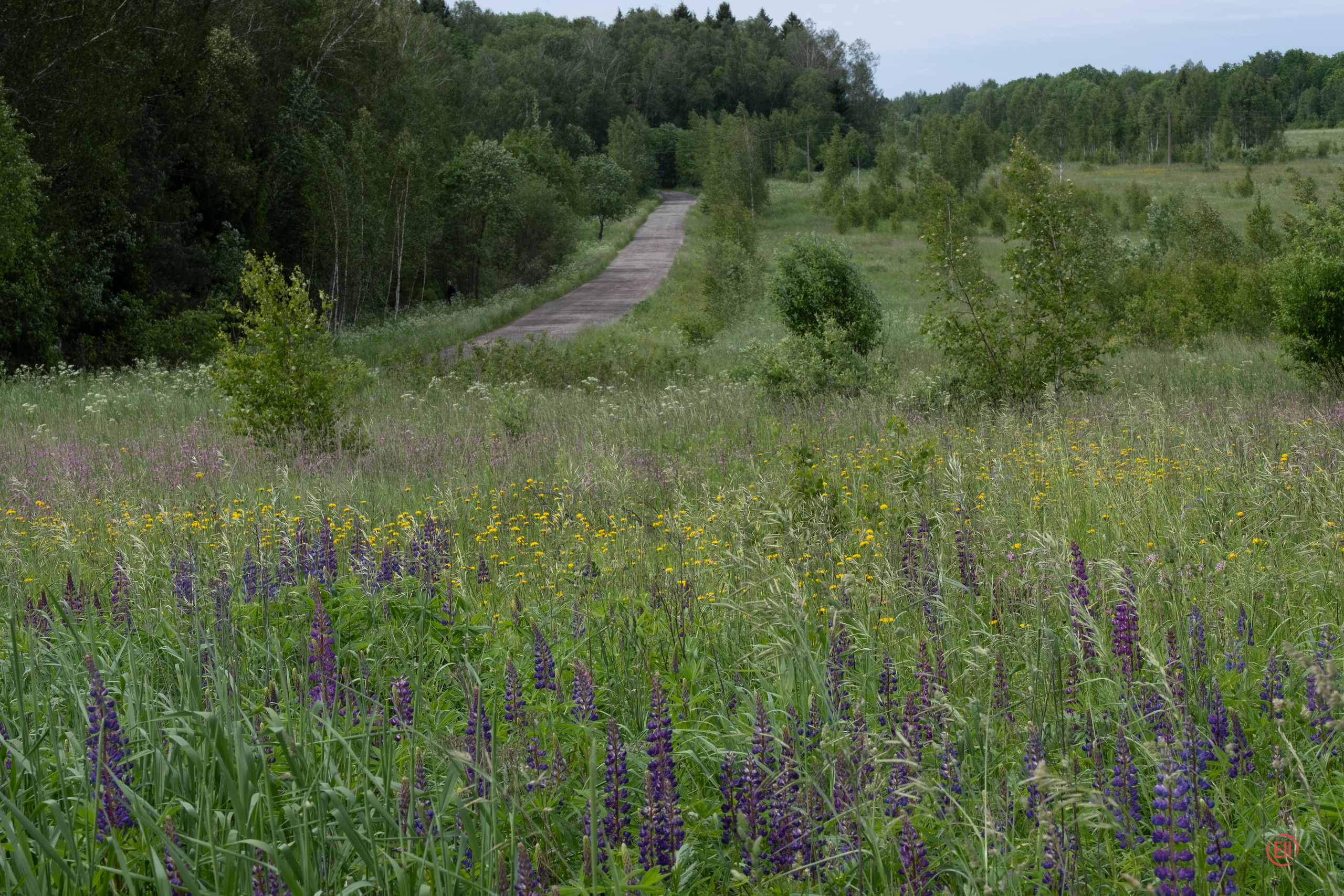 Просто в поле. Питомник китайских хохлатых собак Poale Ell: купить щенка