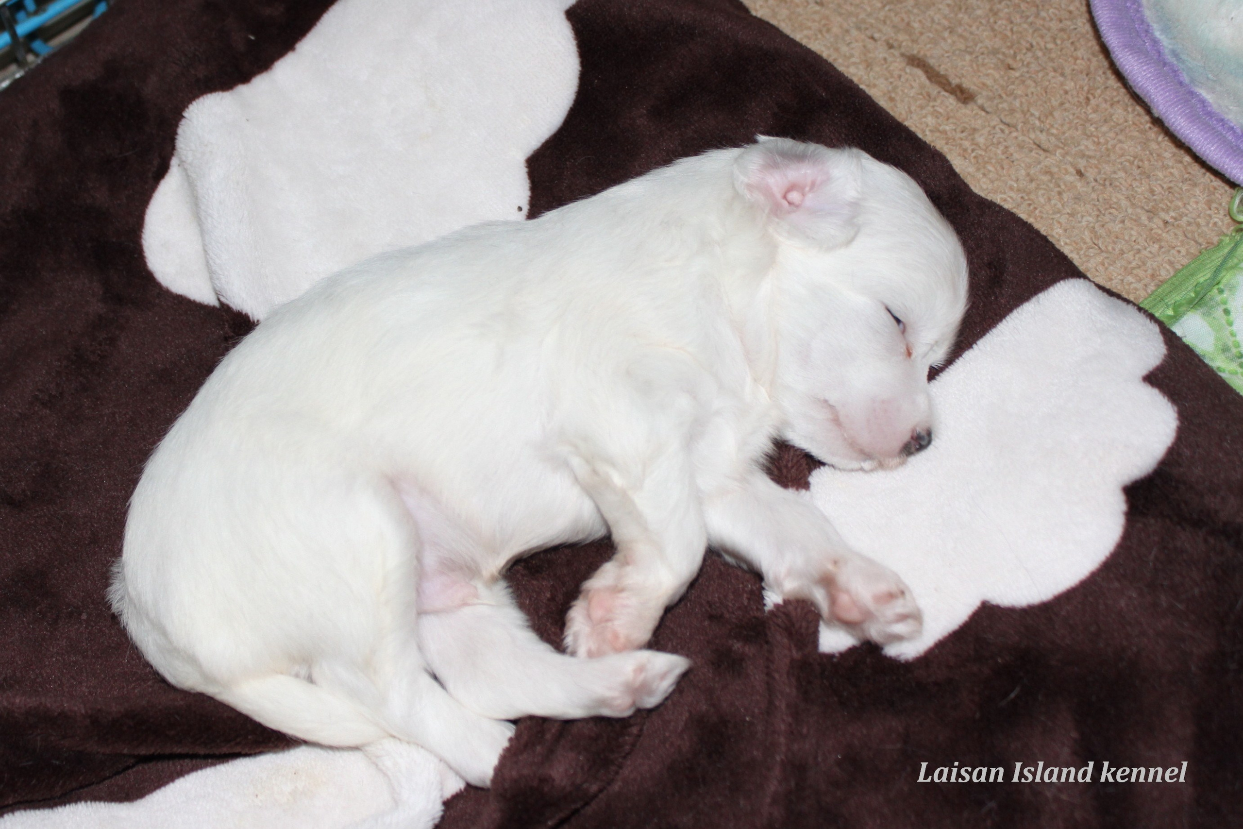 Puppies are 3 weeks old