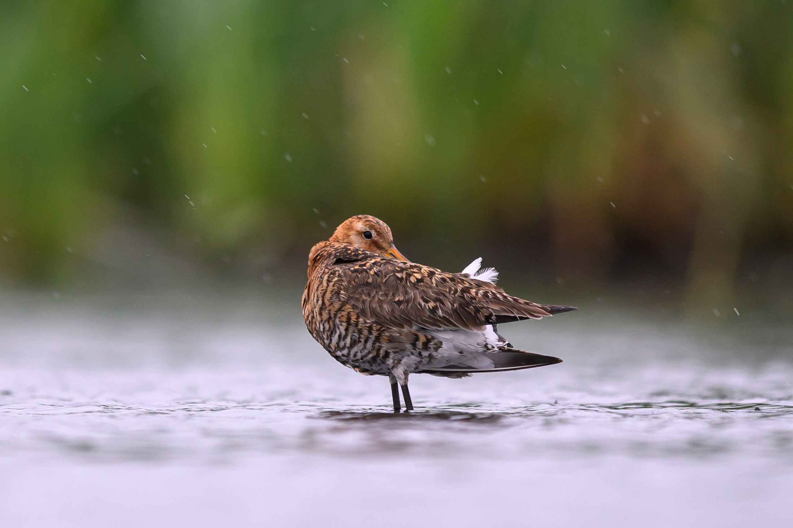 Поручейники и большой веретенник. Wildlife photography by Sergey Puponin