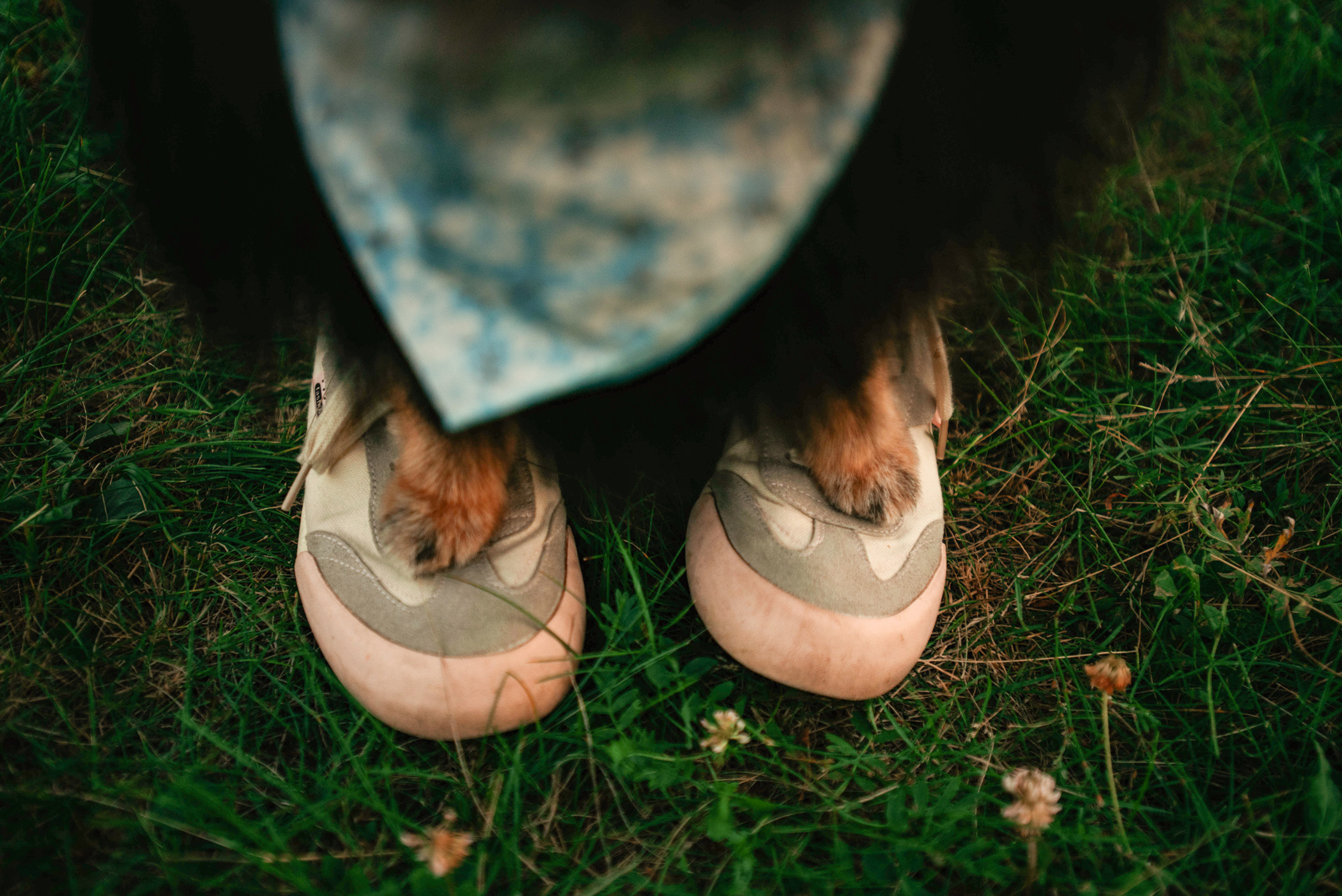Вика и Рик на закате. Фотограф — анималист Саратов/Москва|Плужникова Юлия