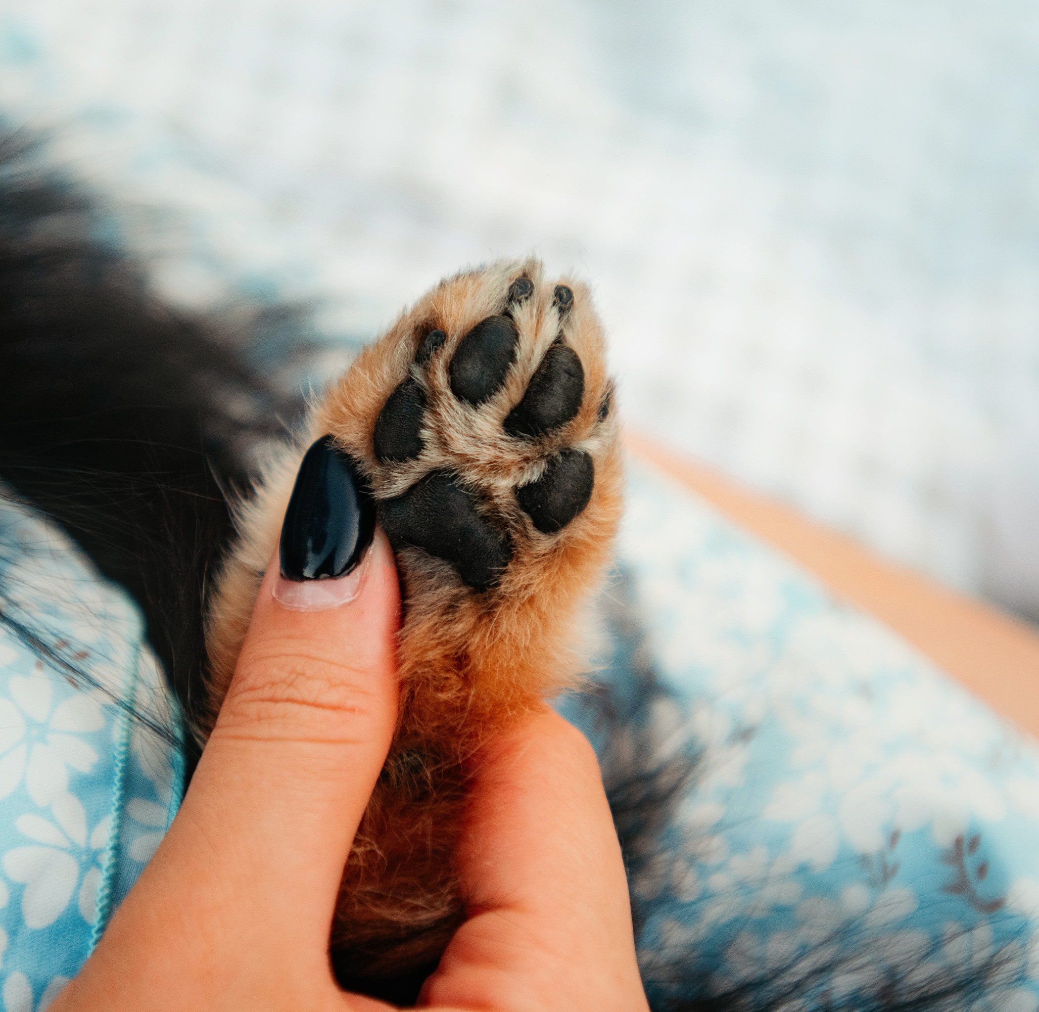 Вика и Рик на закате. Фотограф — анималист Саратов/Москва|Плужникова Юлия