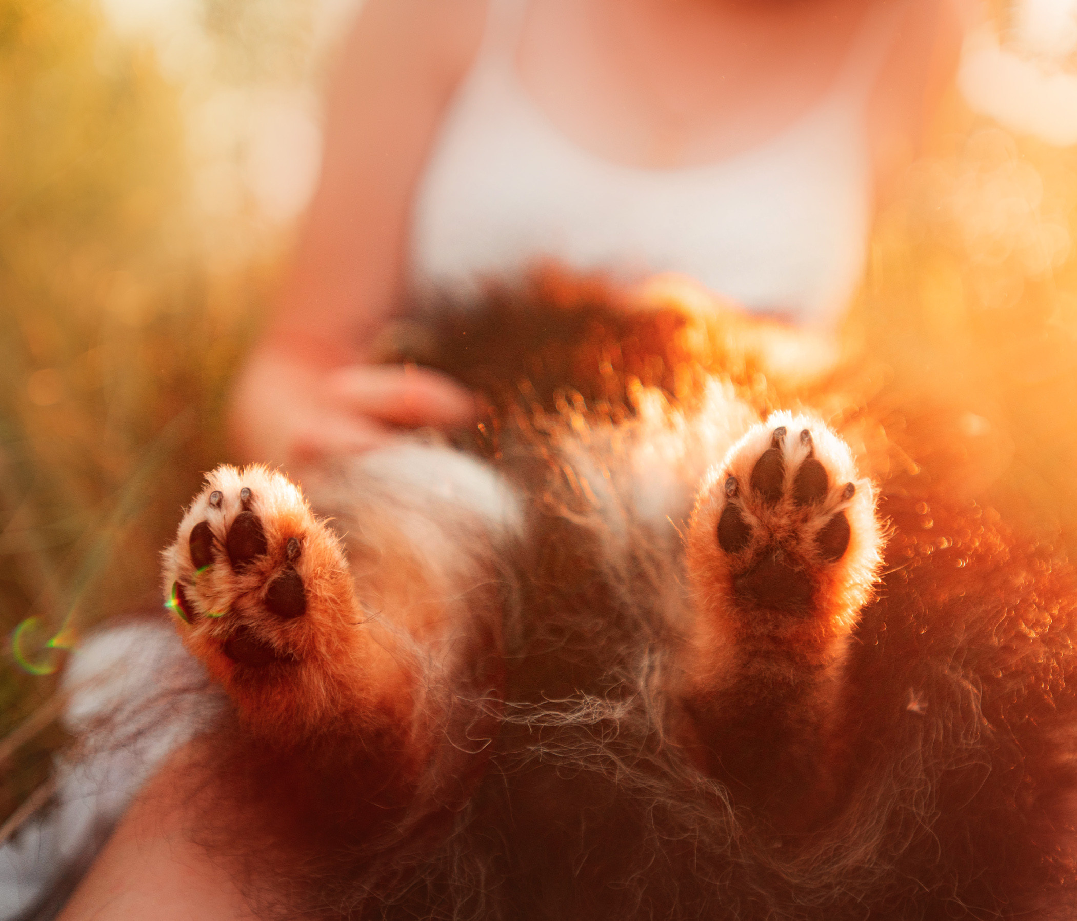 Вика и Рик на закате. Фотограф — анималист Саратов/Москва|Плужникова Юлия