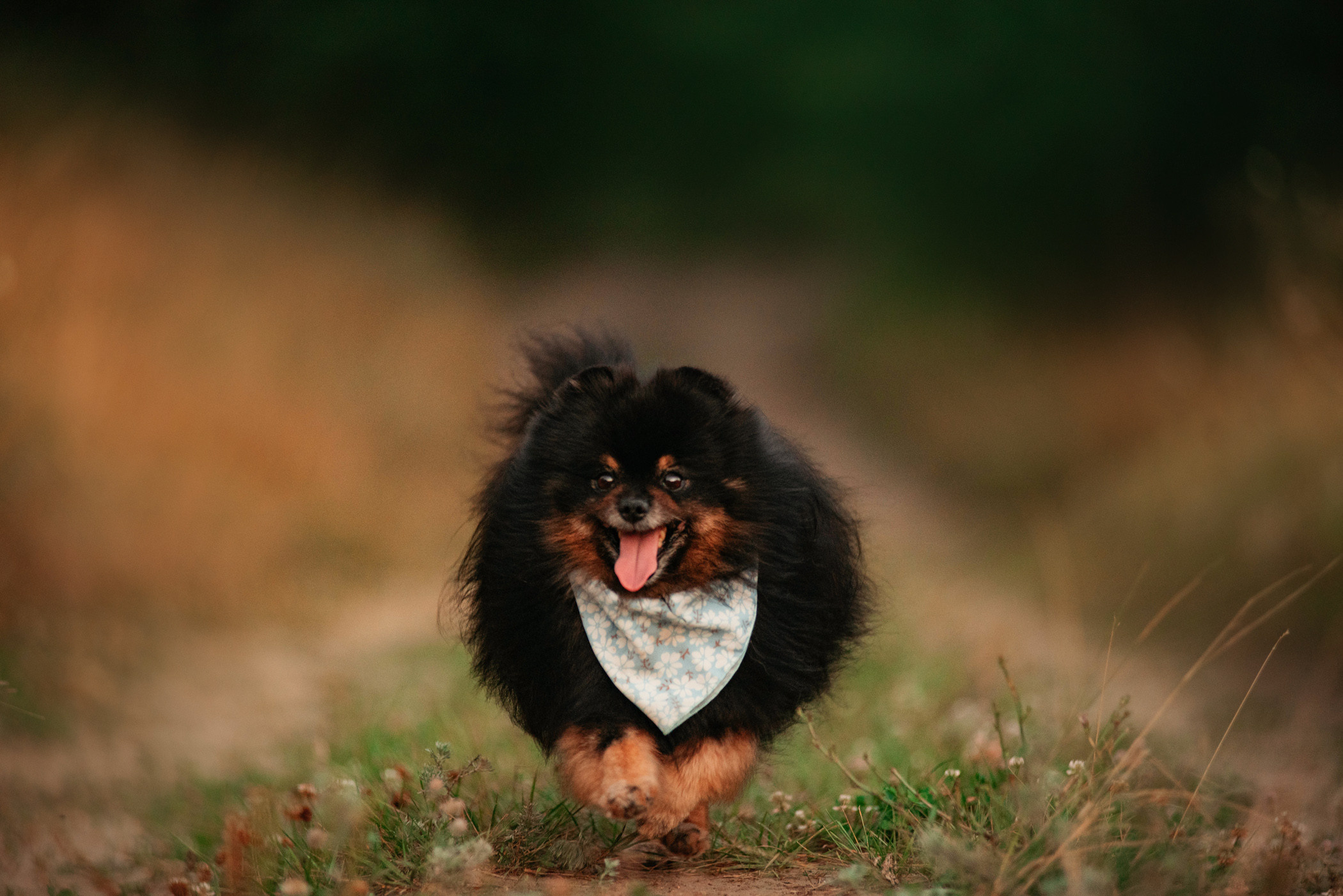 Вика и Рик на закате. Фотограф — анималист Саратов/Москва|Плужникова Юлия