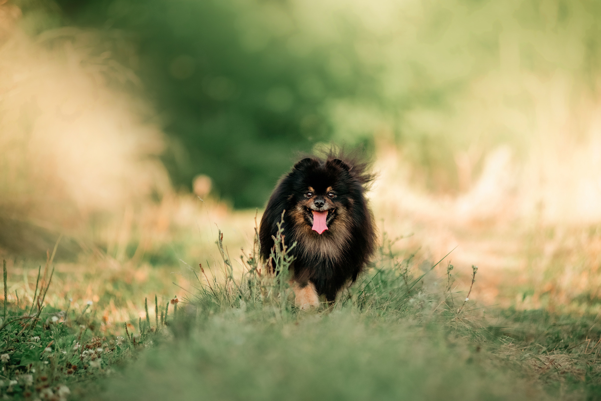 Вика и Рик на закате. Фотограф — анималист Саратов/Москва|Плужникова Юлия