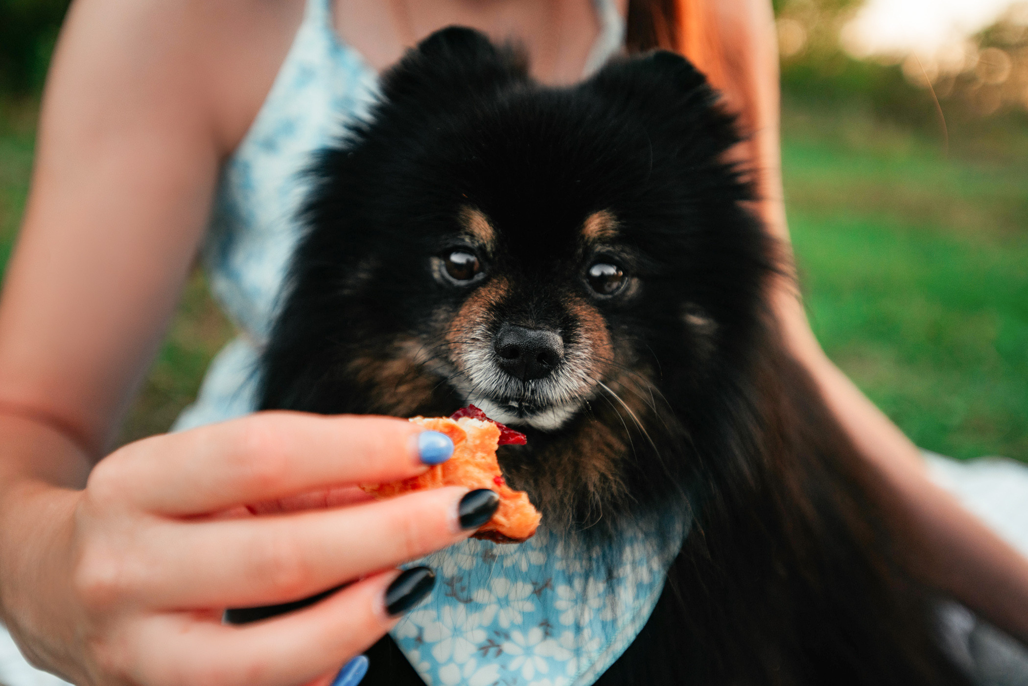 Вика и Рик на закате. Фотограф — анималист Саратов/Москва|Плужникова Юлия