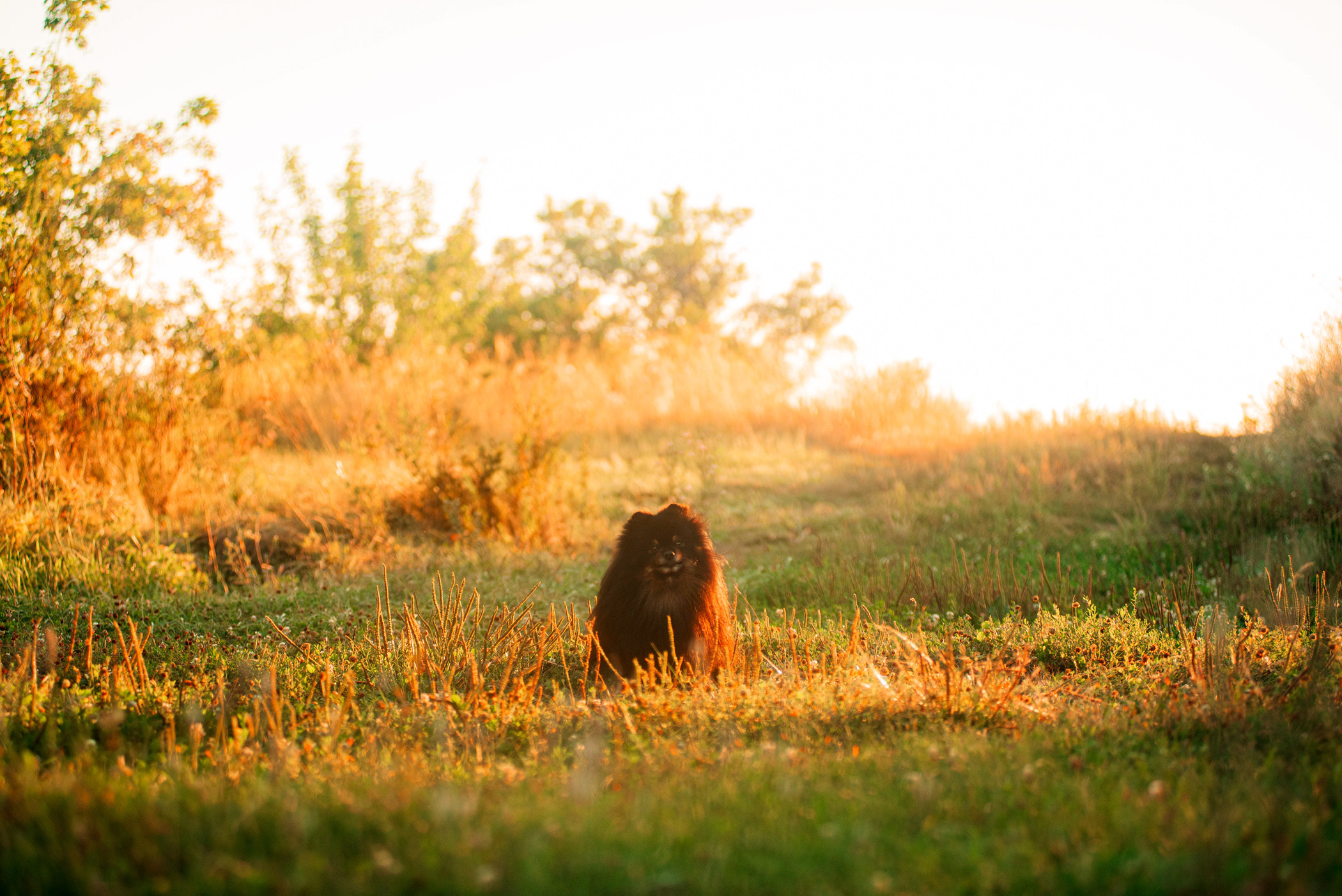 Вика и Рик на закате. Фотограф — анималист Саратов/Москва|Плужникова Юлия