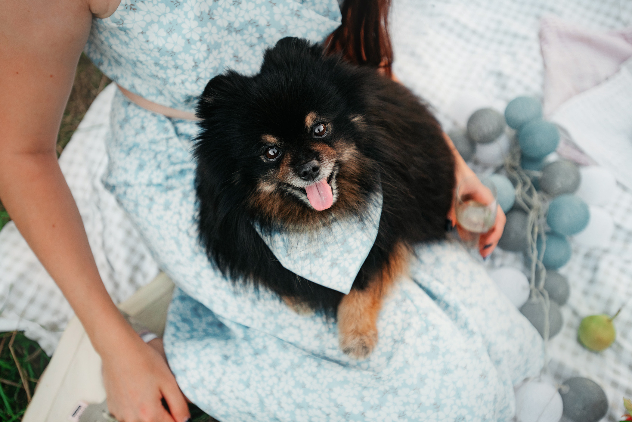 Вика и Рик на закате. Фотограф — анималист Саратов/Москва|Плужникова Юлия