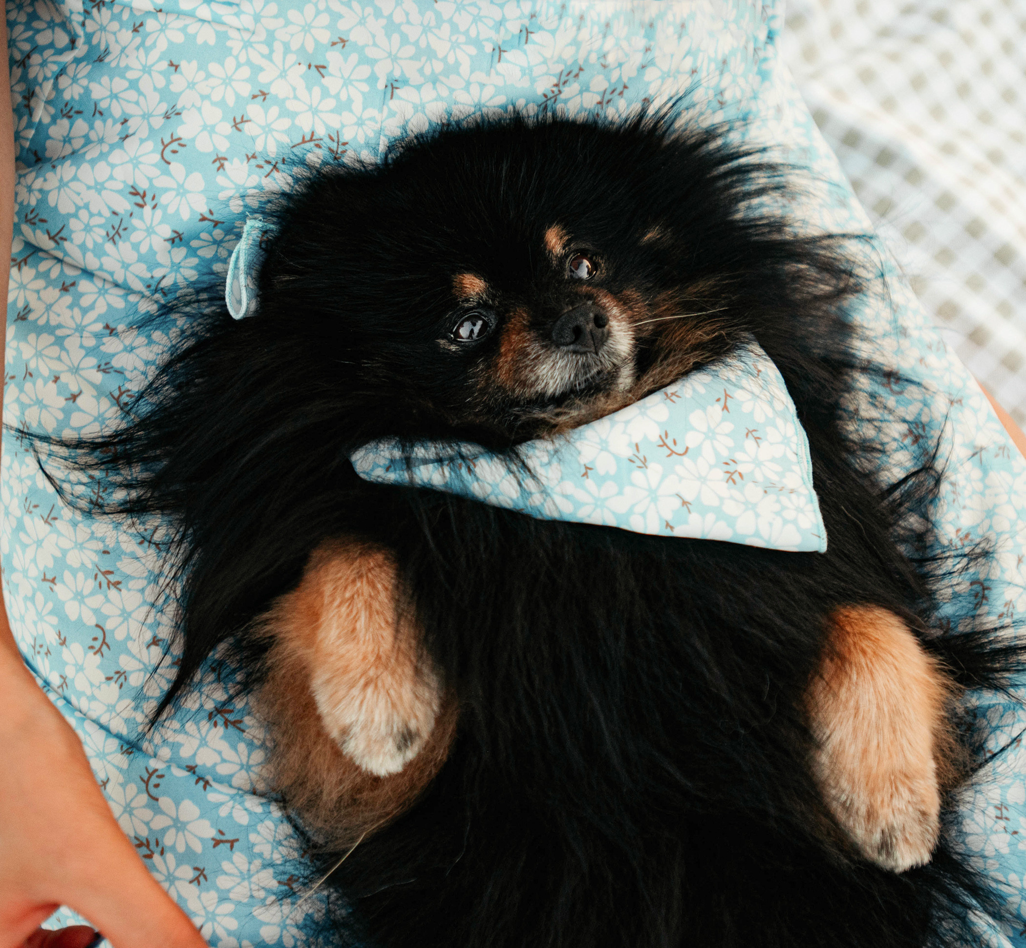 Вика и Рик на закате. Фотограф — анималист Саратов/Москва|Плужникова Юлия