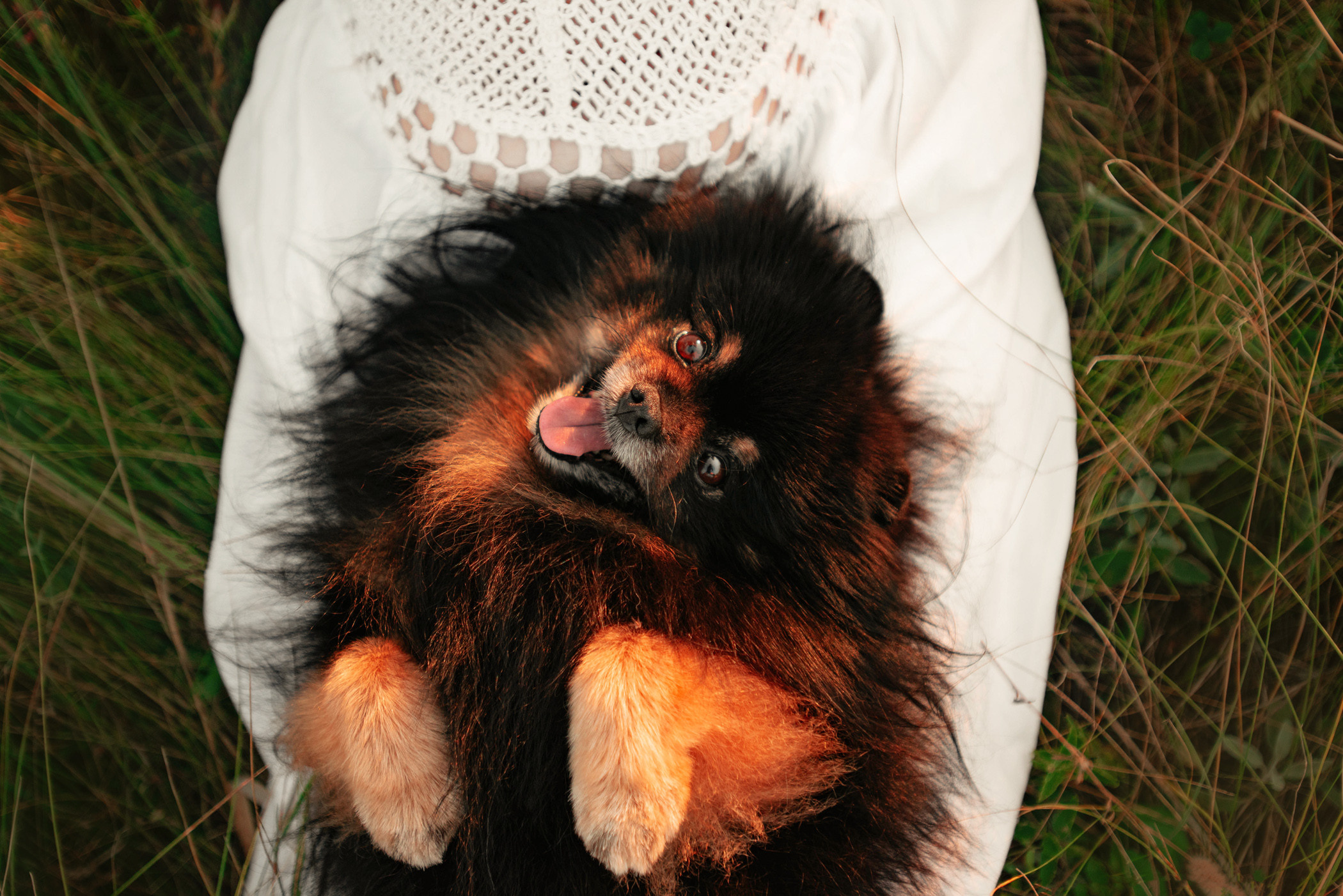 Вика и Рик на закате. Фотограф — анималист Саратов/Москва|Плужникова Юлия
