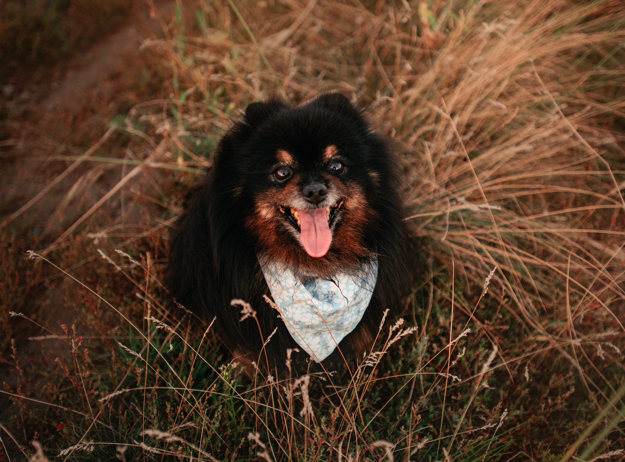 Вика и Рик на закате. Фотограф — анималист Саратов/Москва|Плужникова Юлия