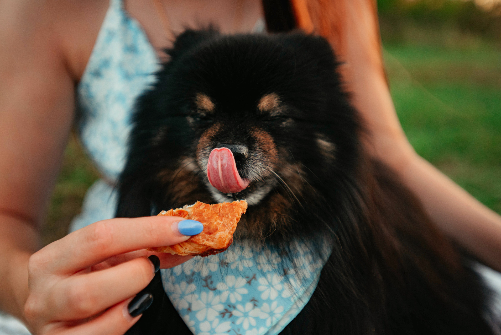 Вика и Рик на закате. Фотограф — анималист Саратов/Москва|Плужникова Юлия
