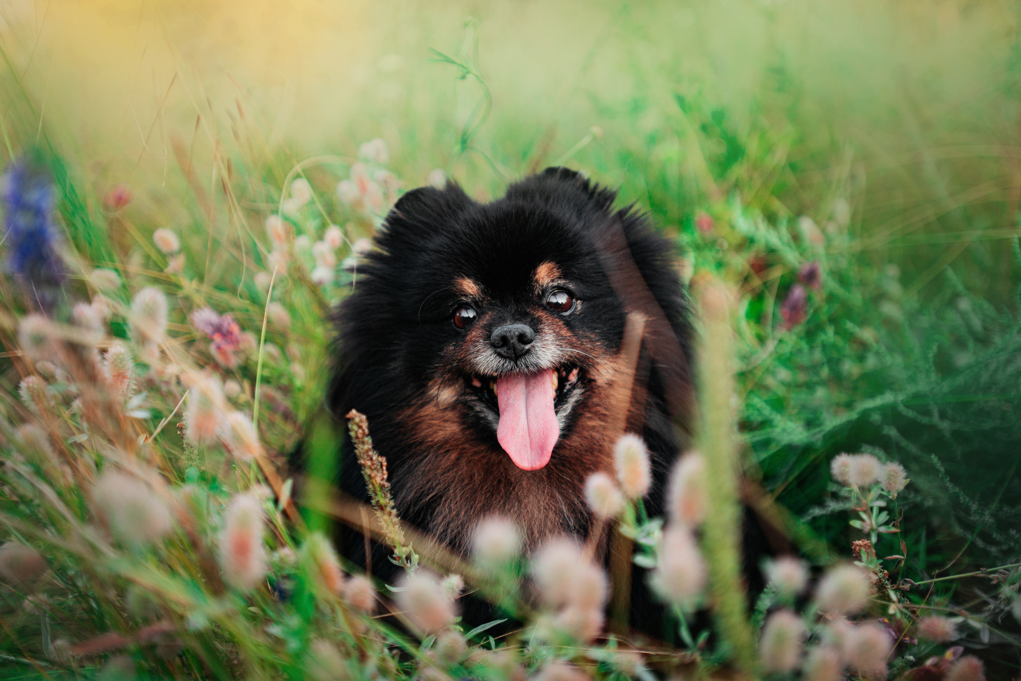 Вика и Рик на закате. Фотограф — анималист Саратов/Москва|Плужникова Юлия