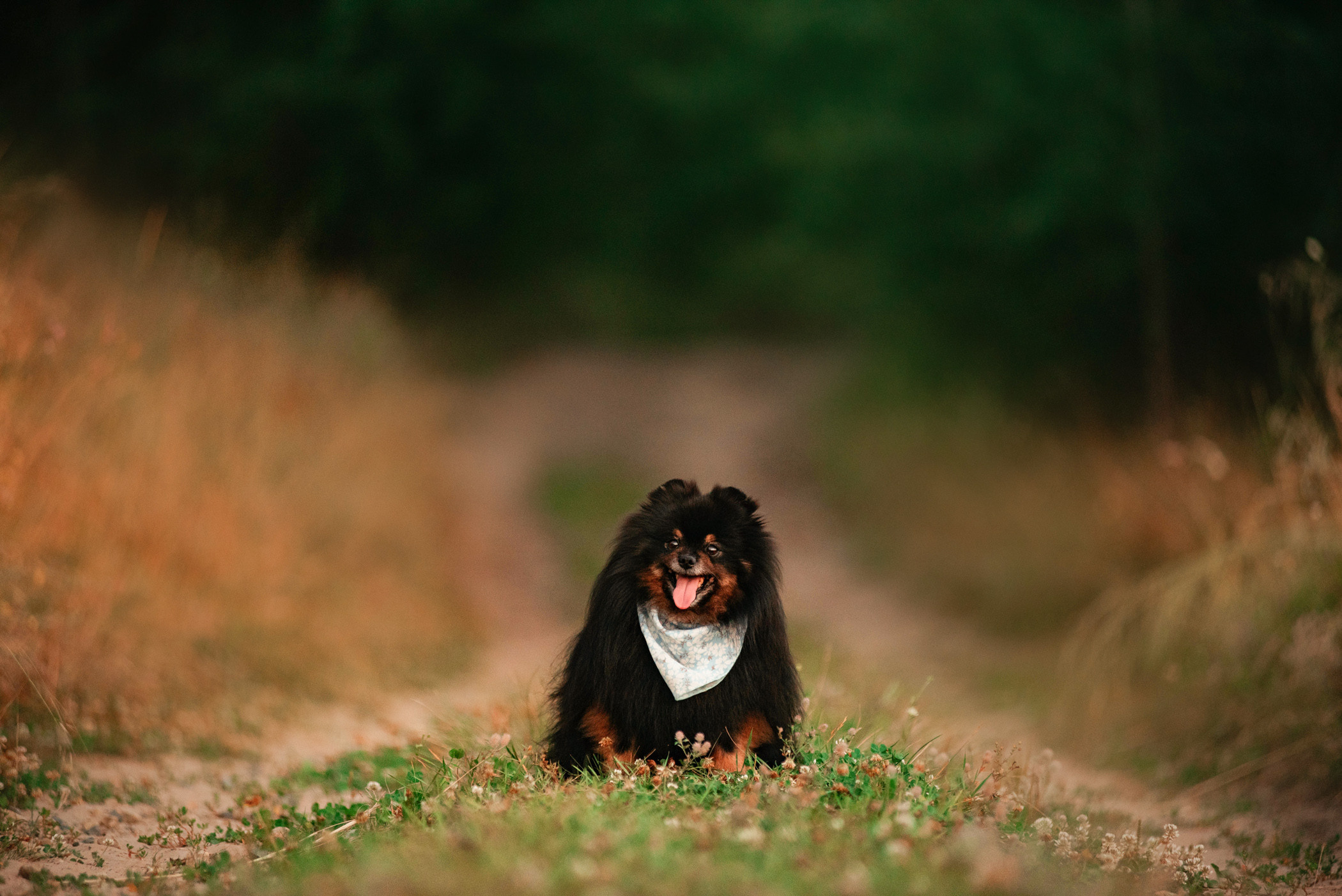 Вика и Рик на закате. Фотограф — анималист Саратов/Москва|Плужникова Юлия